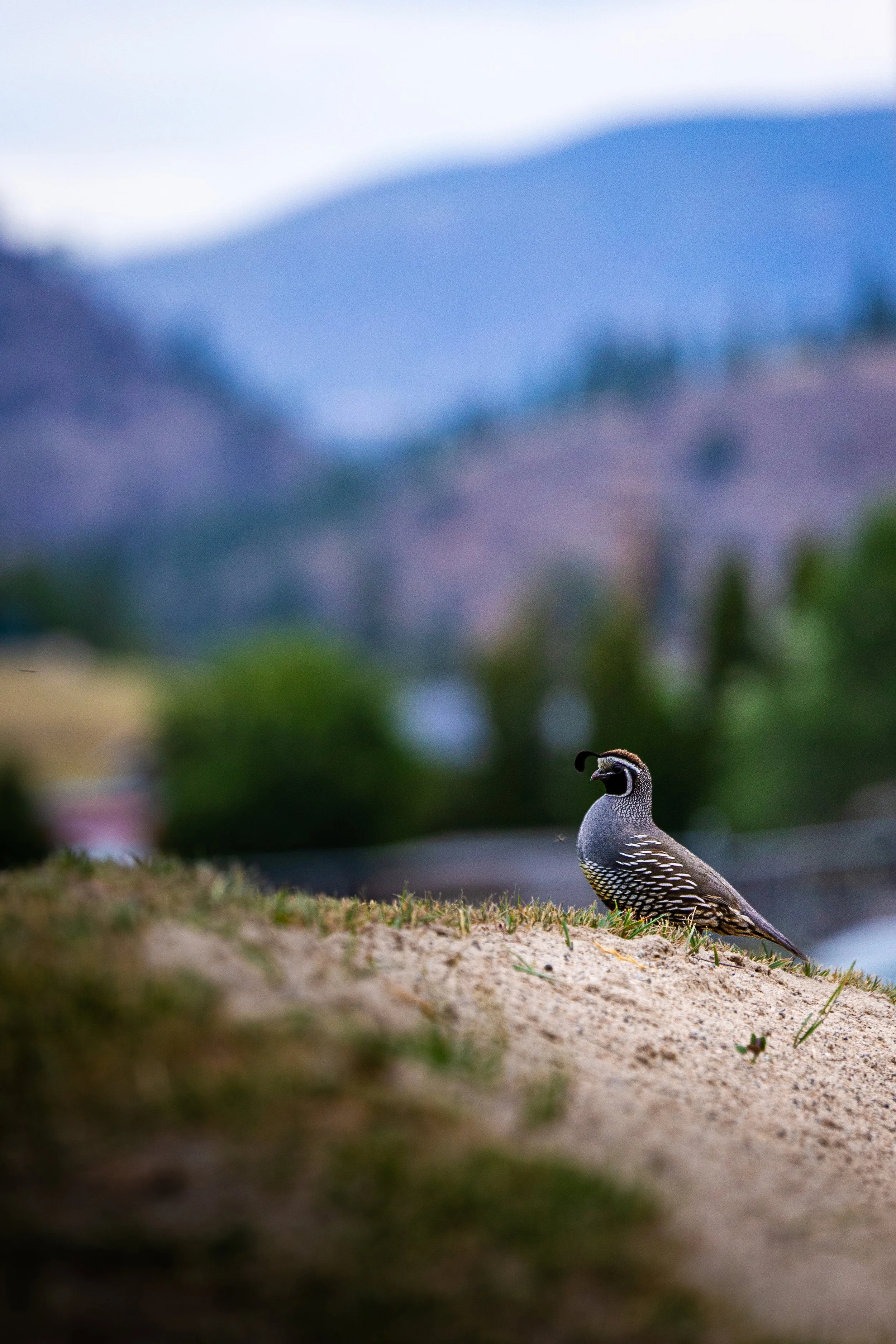 Summerland_Detail_04.jpg
