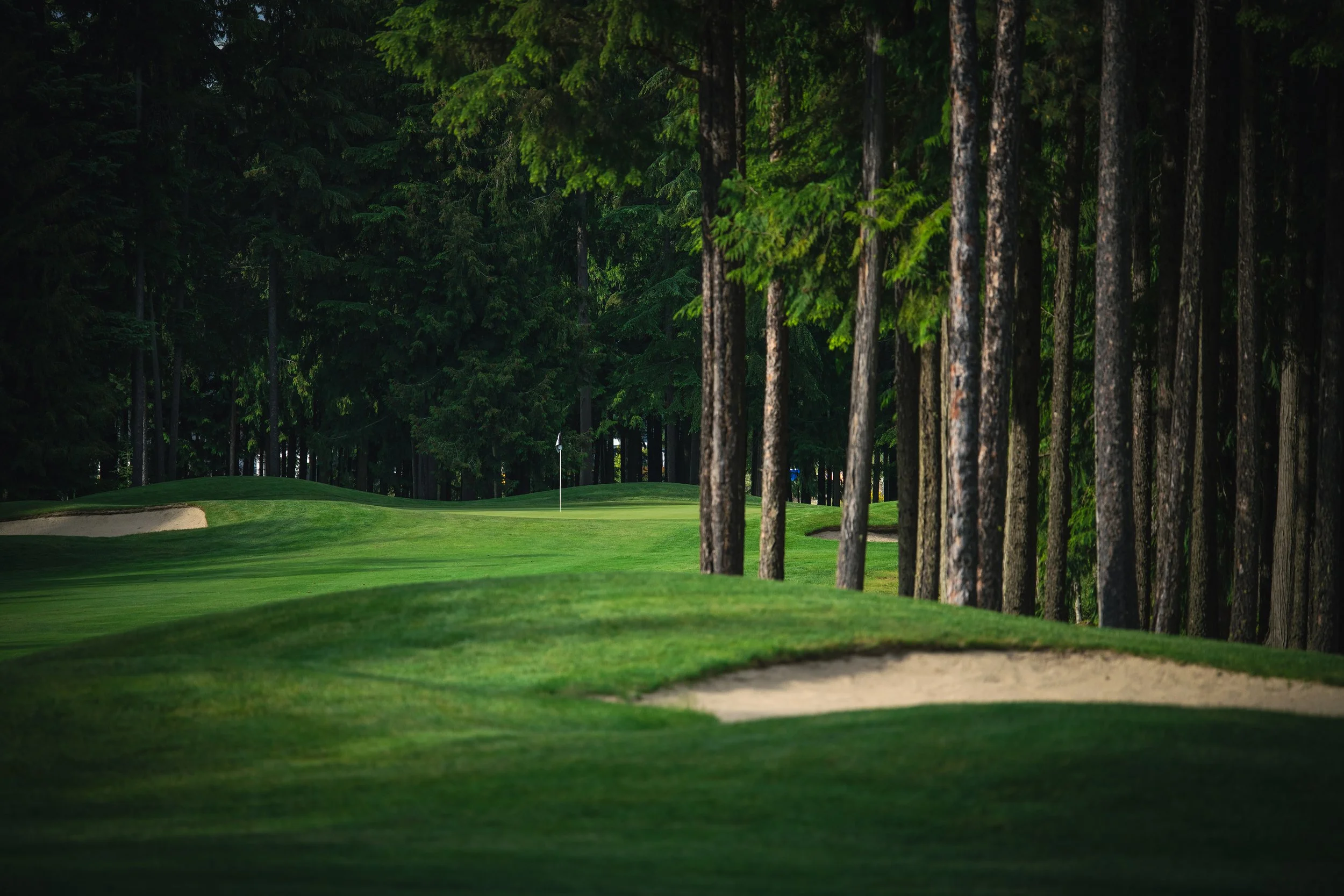 A golf course surrounded by tall pine trees with a flag on the putting green in the distance.