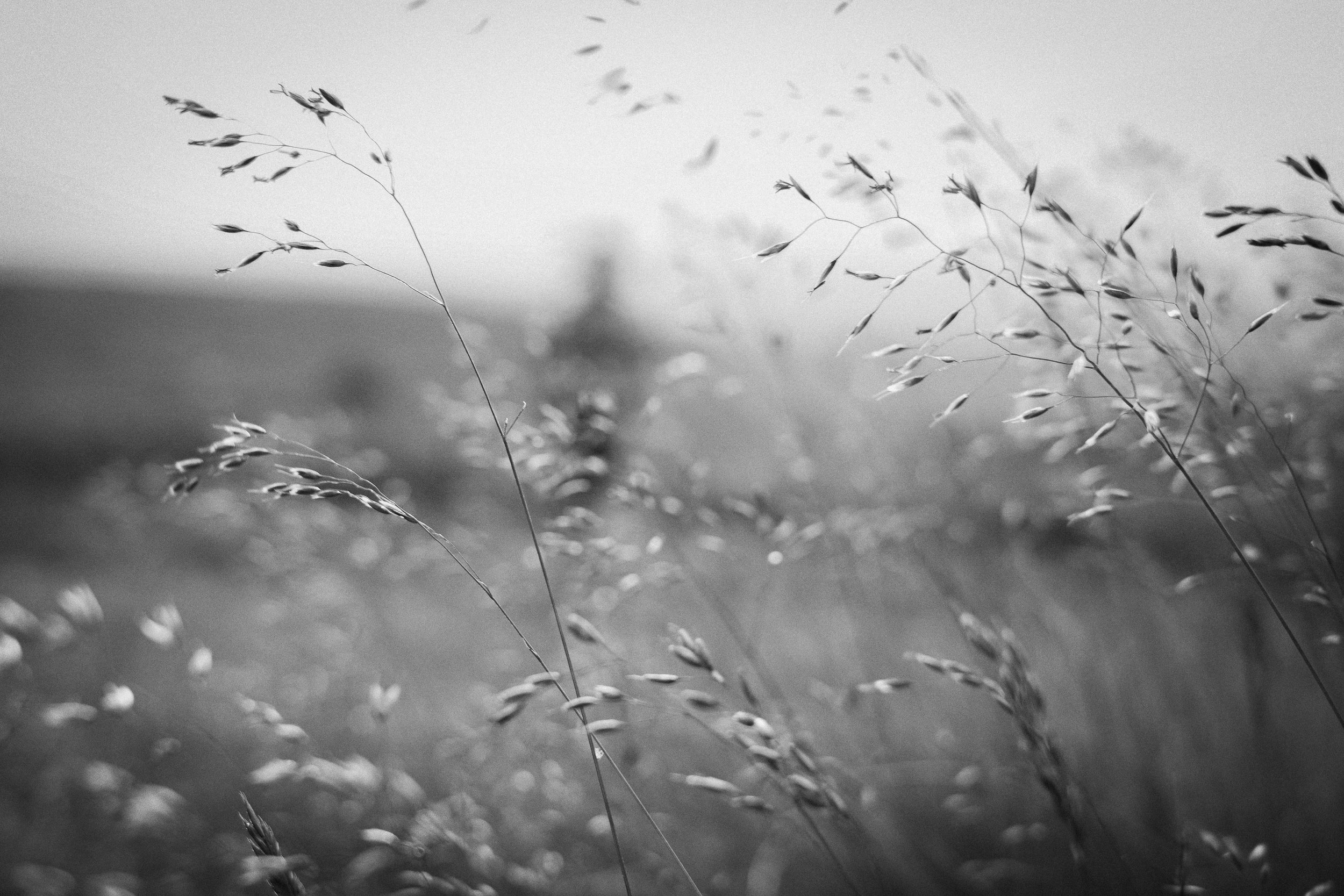 Blurred field of tall grass in black and white, with sky in the background.