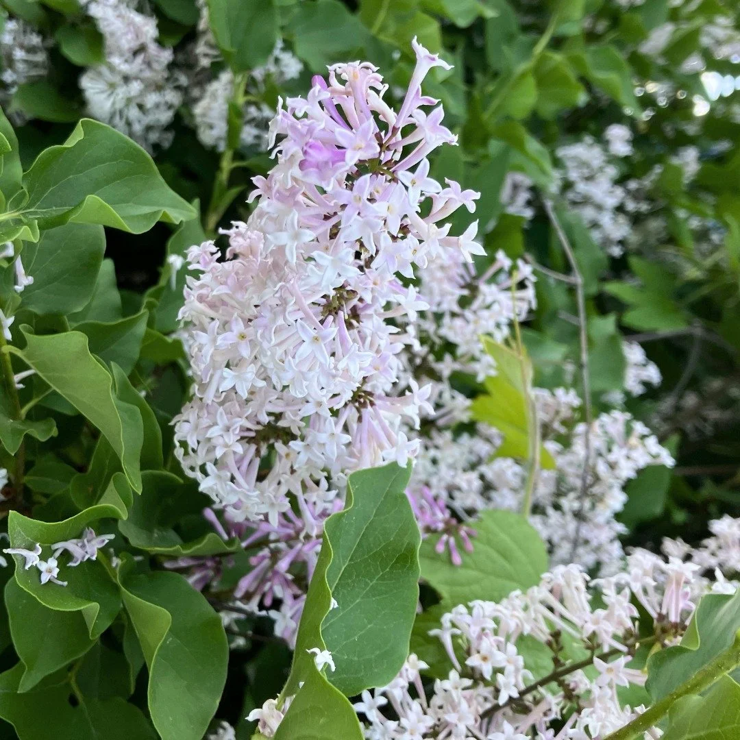 June, in lilac.