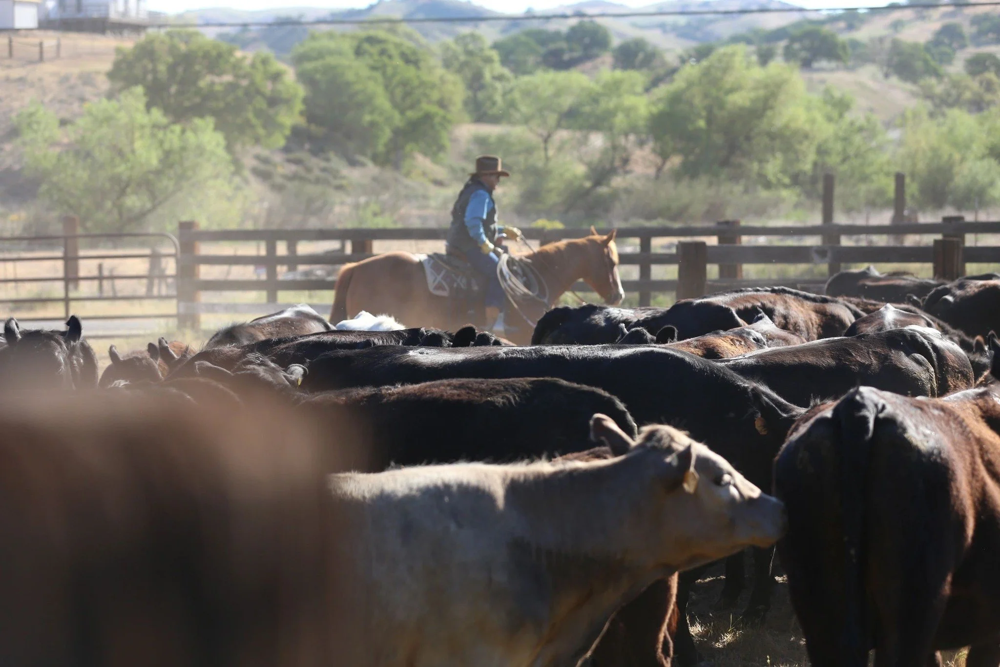 Hammon Beaf Products | High-Quality Beef | Paicines, CA — Hammond Livestock Company LLC