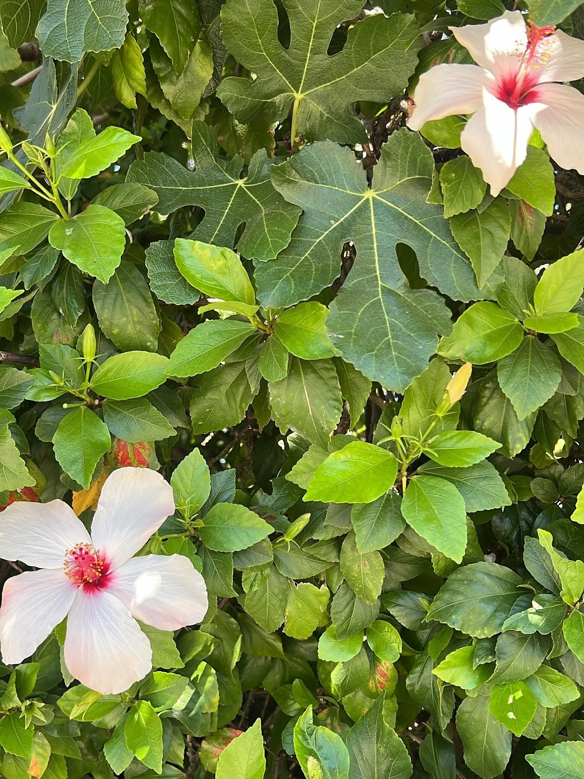big summer joys 💛💐

1) grew up in Hawaii seeing hibiscus flowers &amp; they're here in LA 🥹, 2) messy massage hair, 3) half a million people encountering my words on threads?! wow, subscribe to my substack (link in bio) &amp; thanks for being here