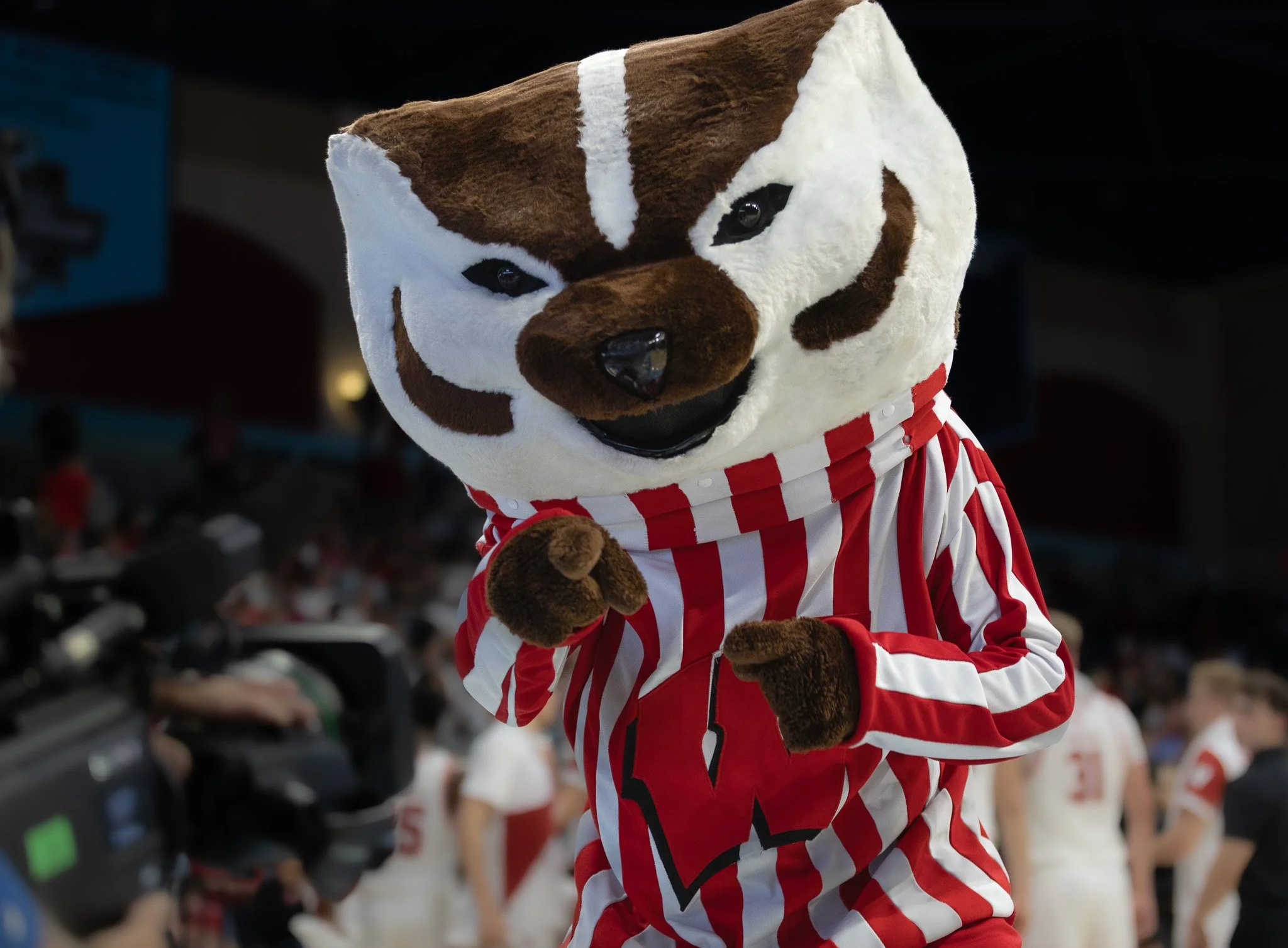 badger.jpg