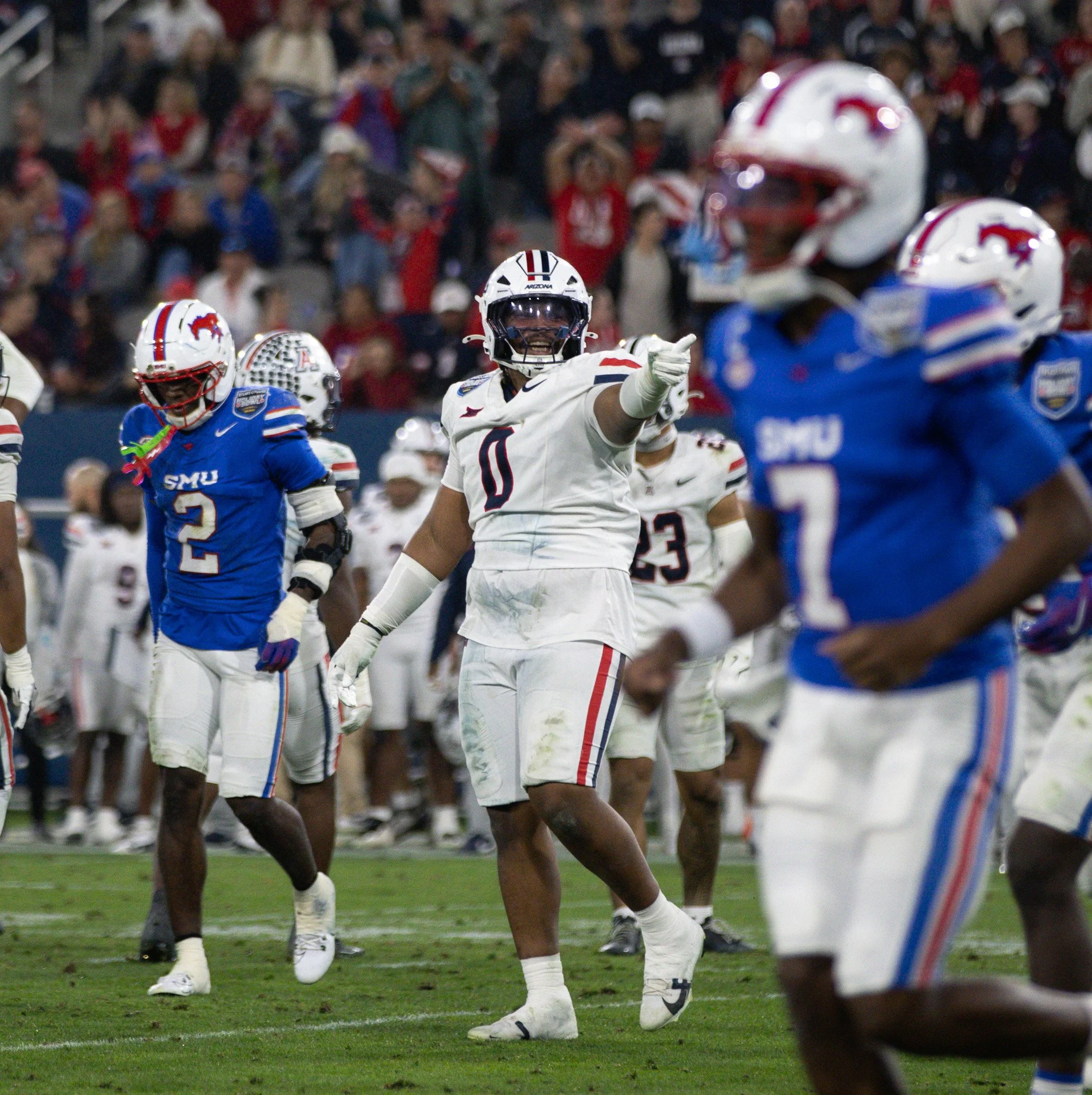 arizona pointer 2.jpg