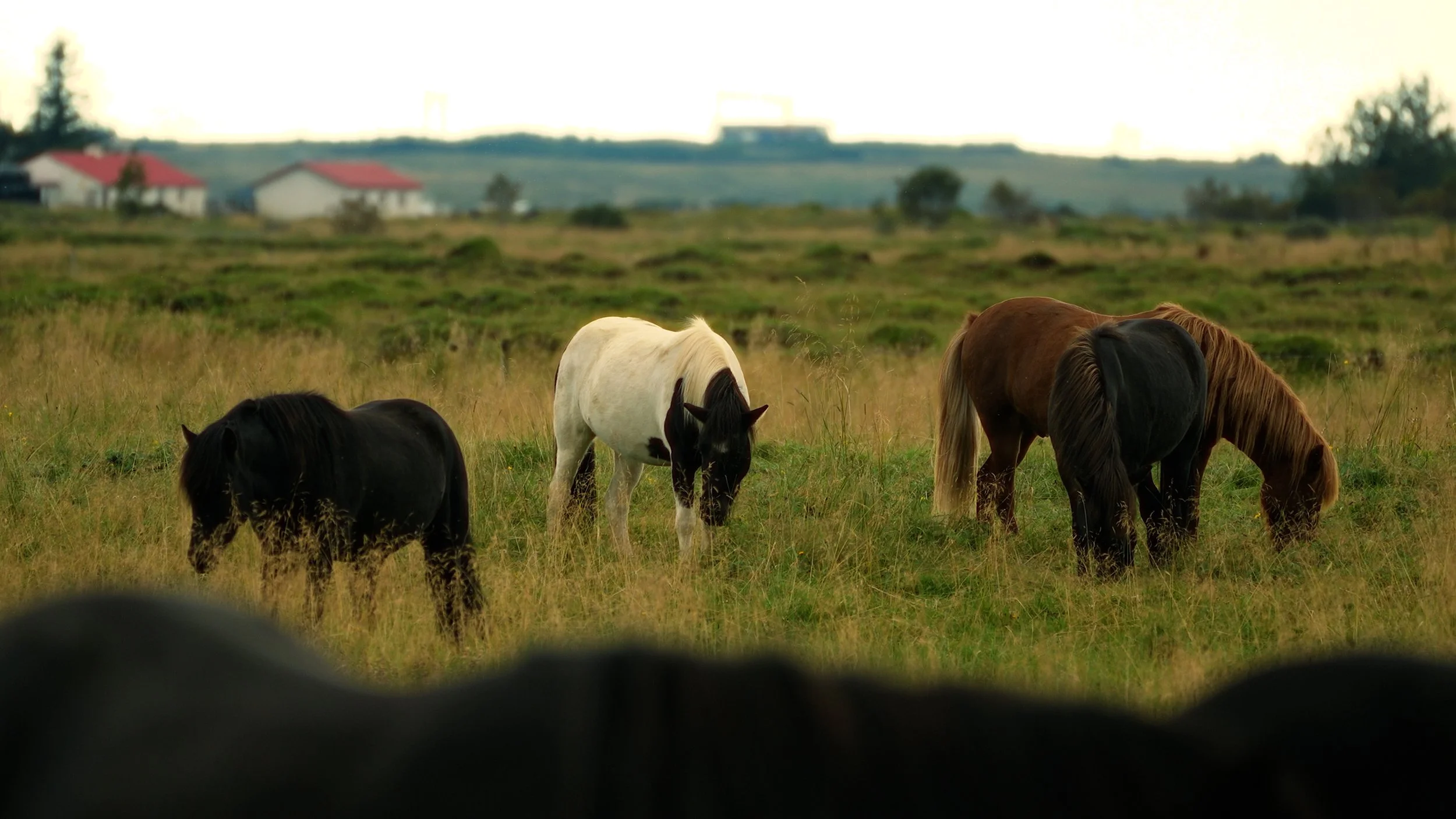 Horizontal Insta post 169.00_00_58_05.Still021.jpg