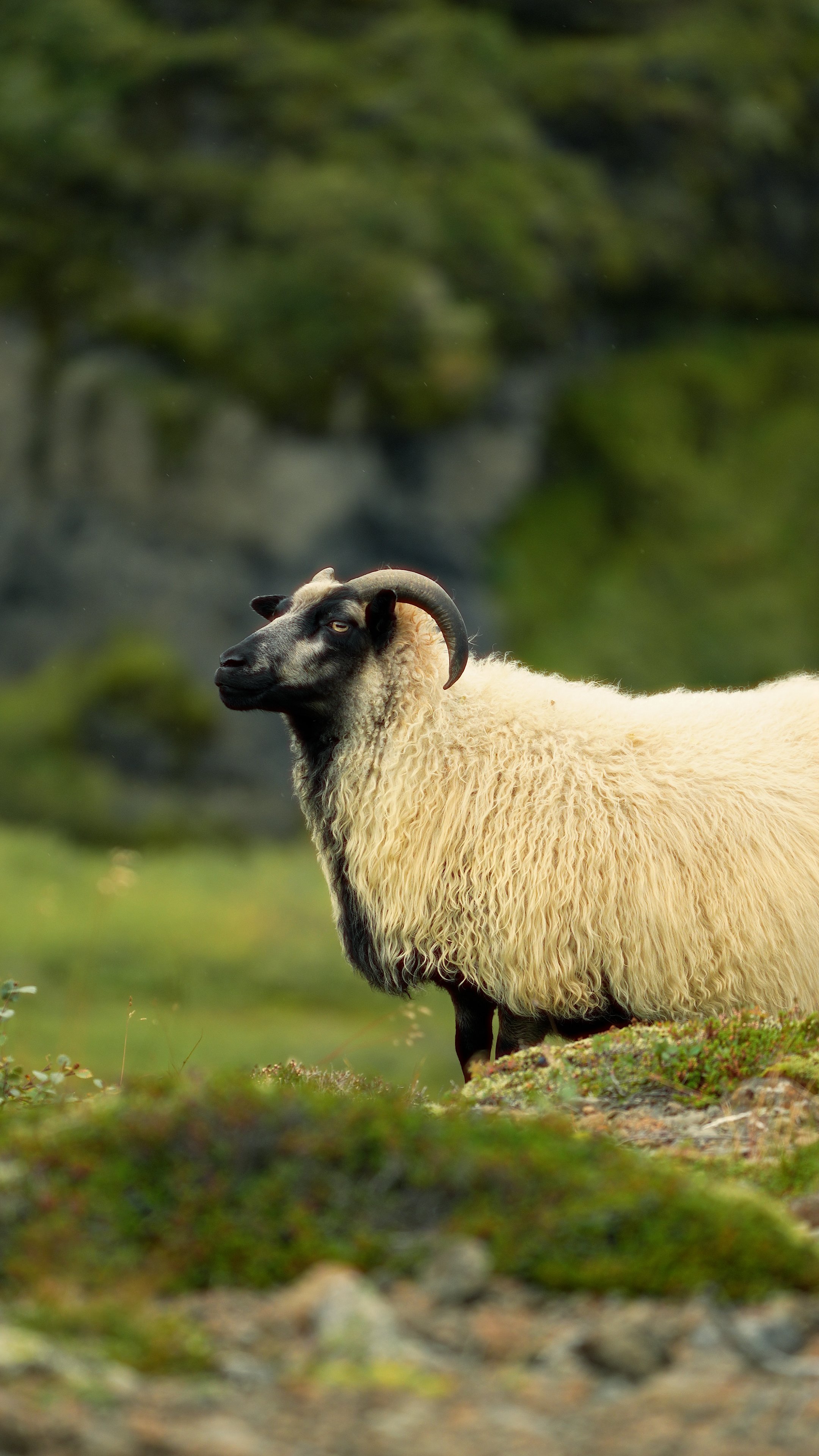 iceland wonder how the view is.00_00_13_03.Still004.jpg