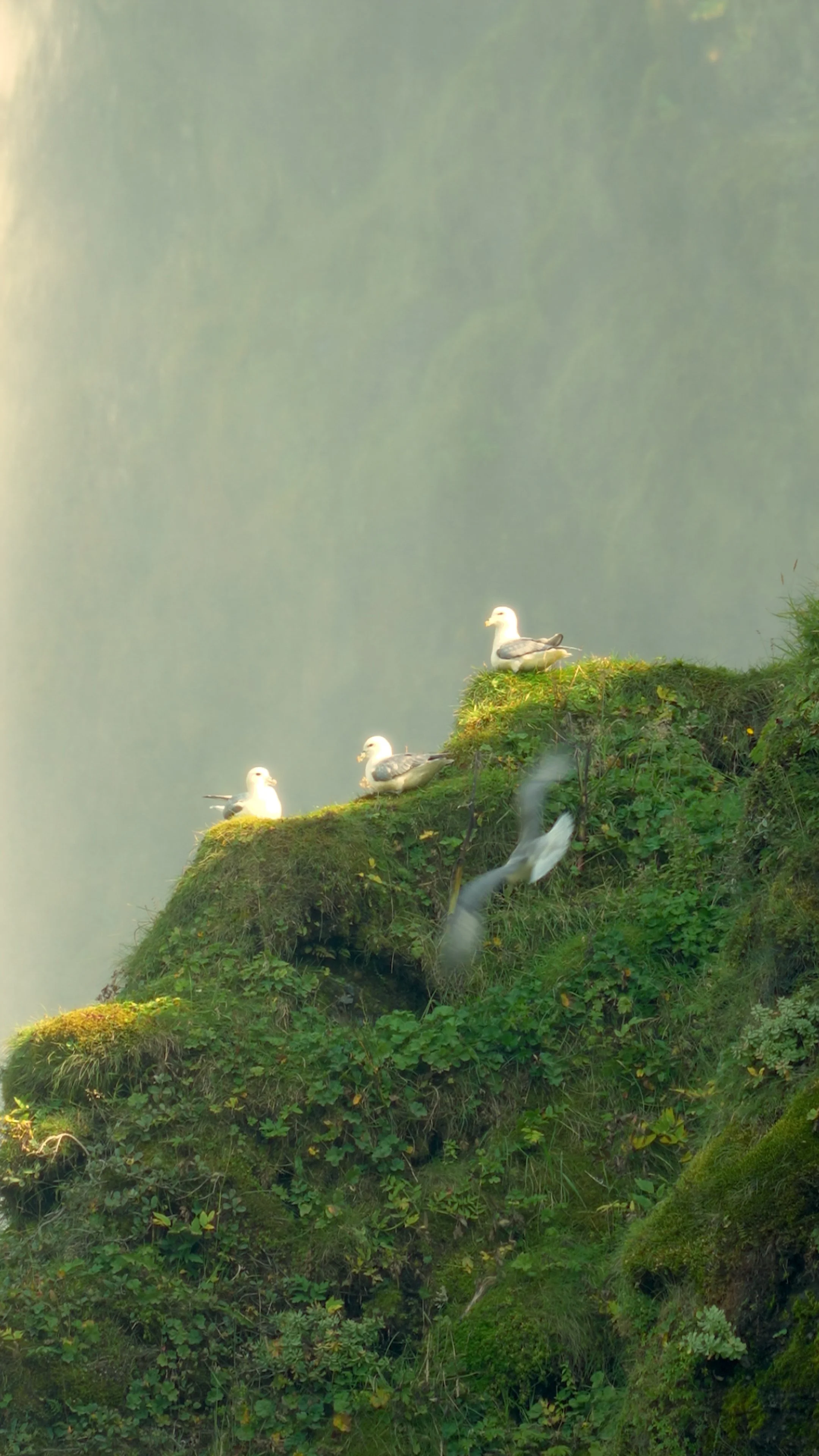 A week in Iceland template.00_00_04_08.Still006.jpg