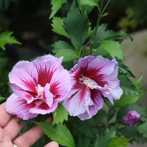Pink and purple hibiscus flowers