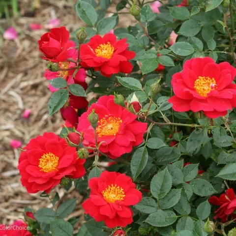 Climate Ready Plants: Future Favorites for the PNW Garden