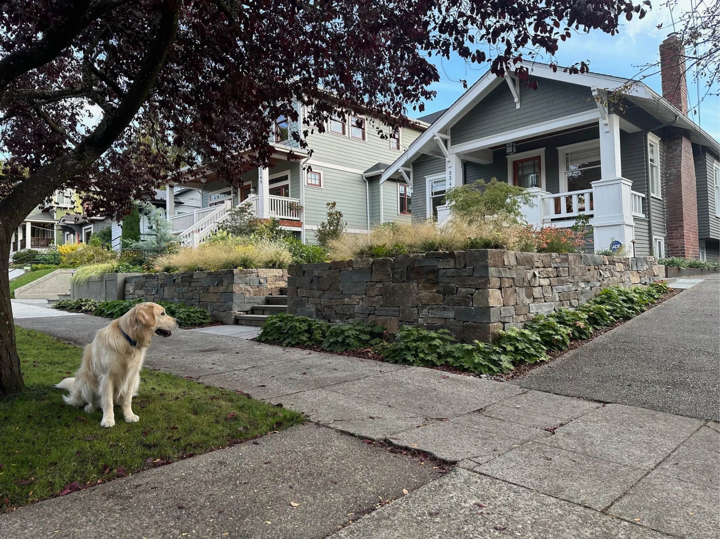 Dog sits in front of completed stone wall