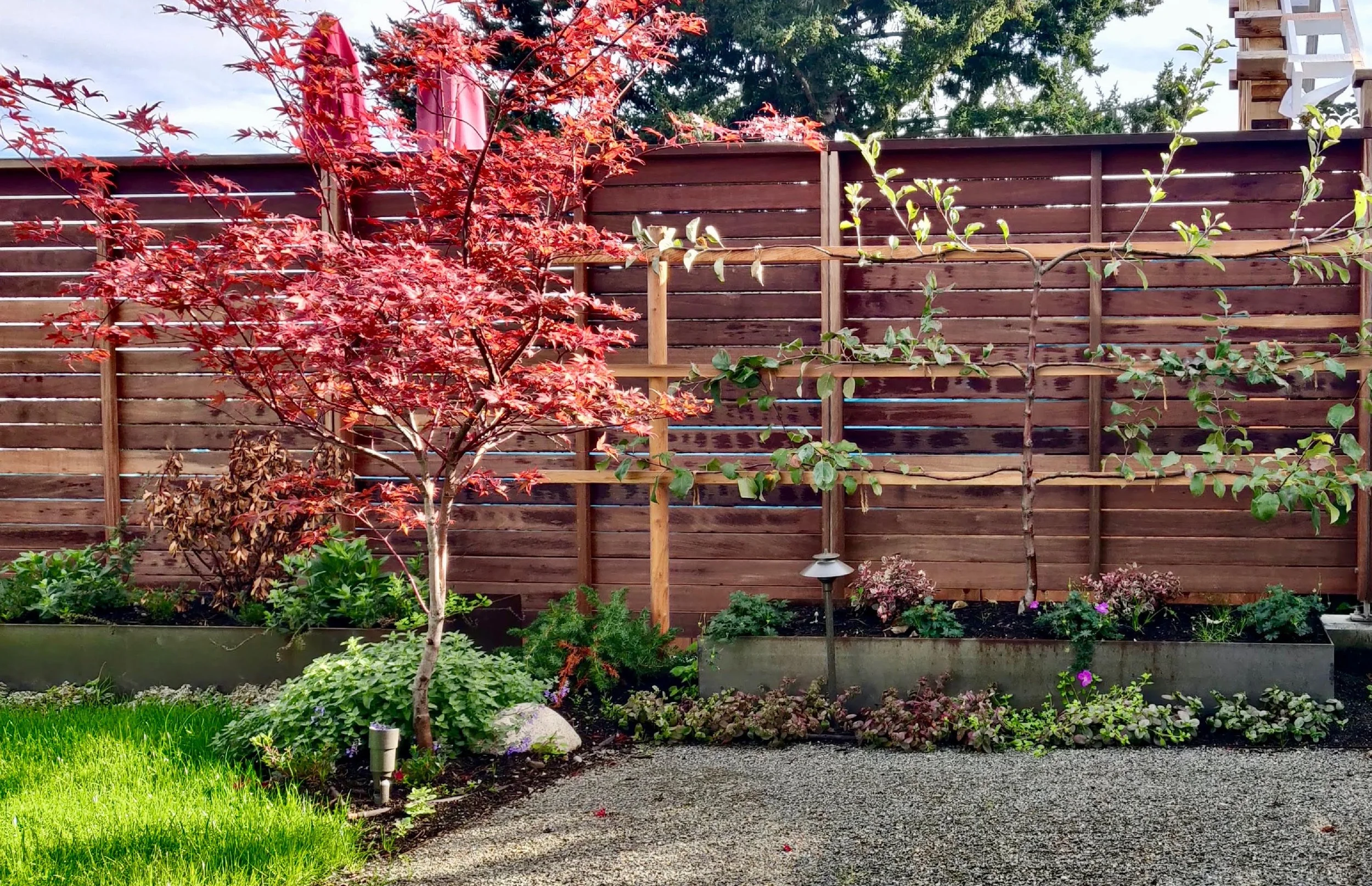 Image of a red Japanese maple and espalliered apple in fornt of a horizontal board fence.
