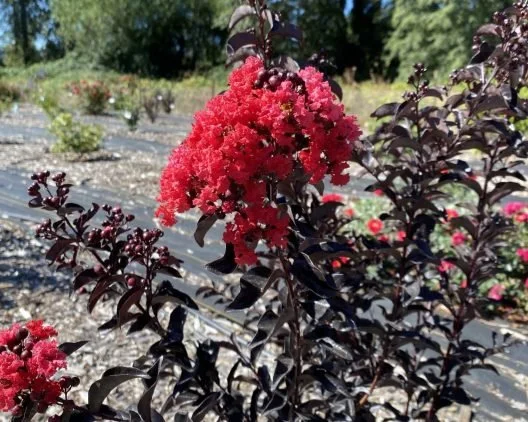Dark leafed shrub with red blooms