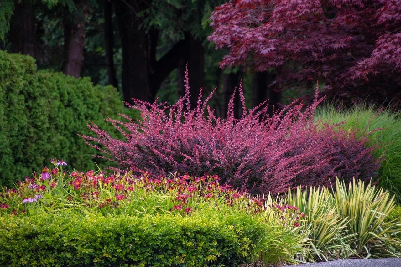 Photo of layers of shrus and perennials in colors of gold and burgundy