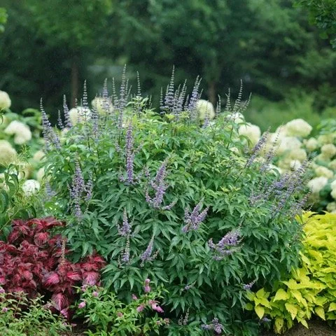Green shrub with blue flowers