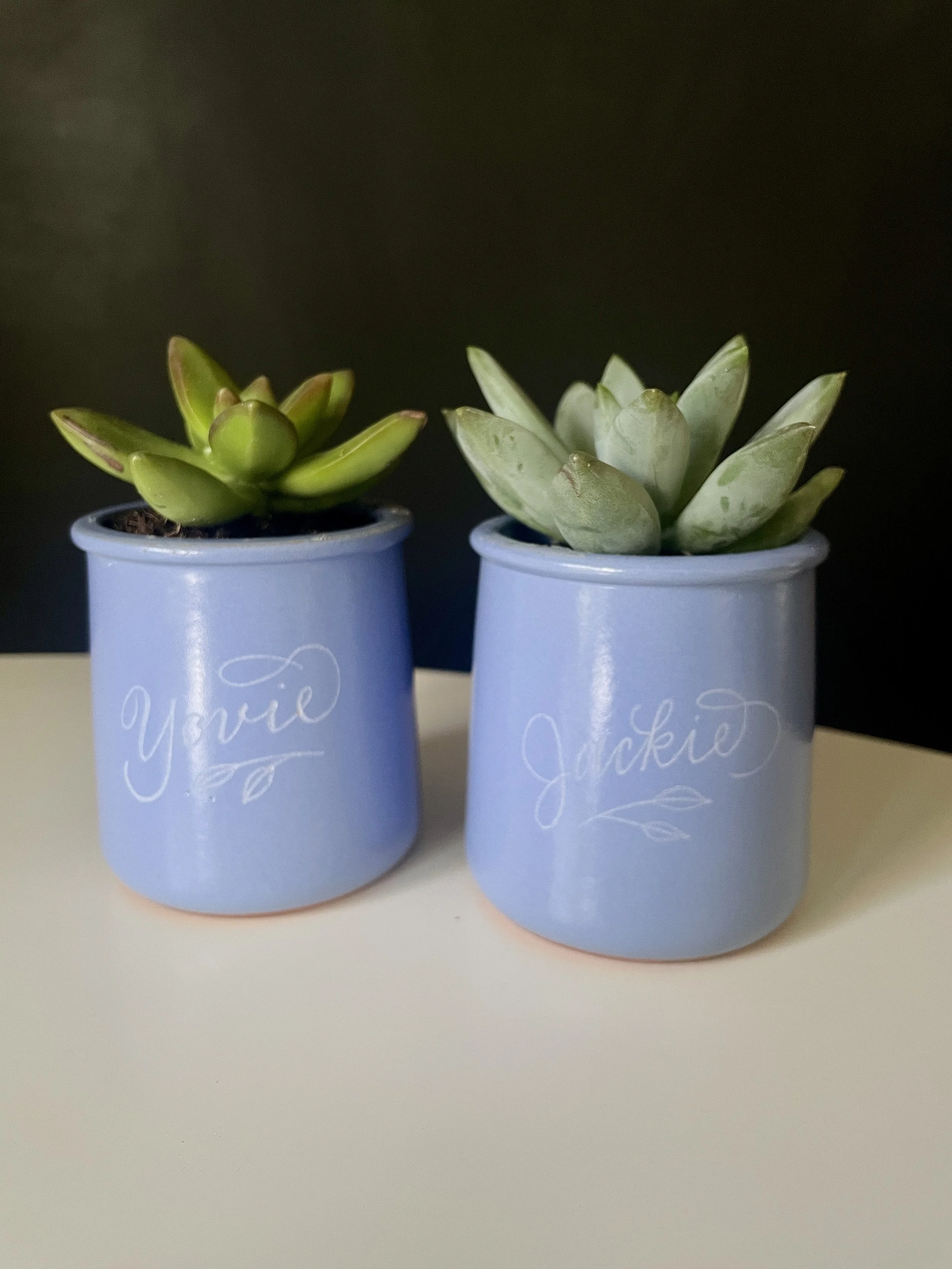 Two potted succulent plants in pastel blue pots with handwritten names 'Yowie' and 'Jackie' on the front, placed on a light-colored surface against a dark background.