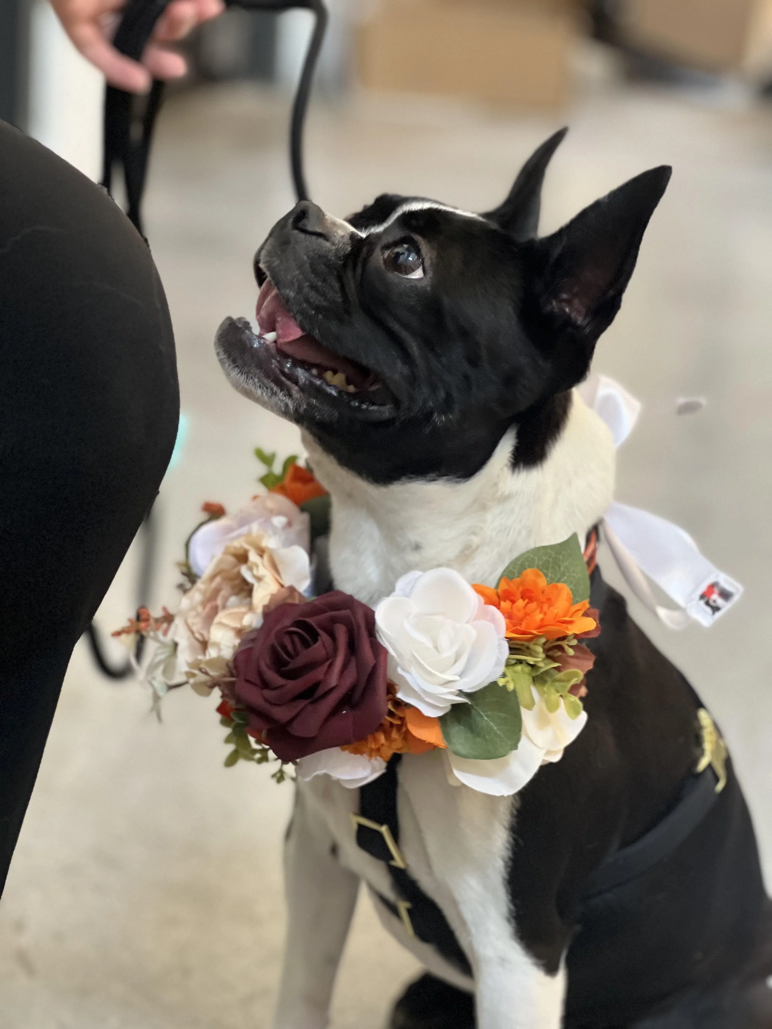 pup of honor.jpg