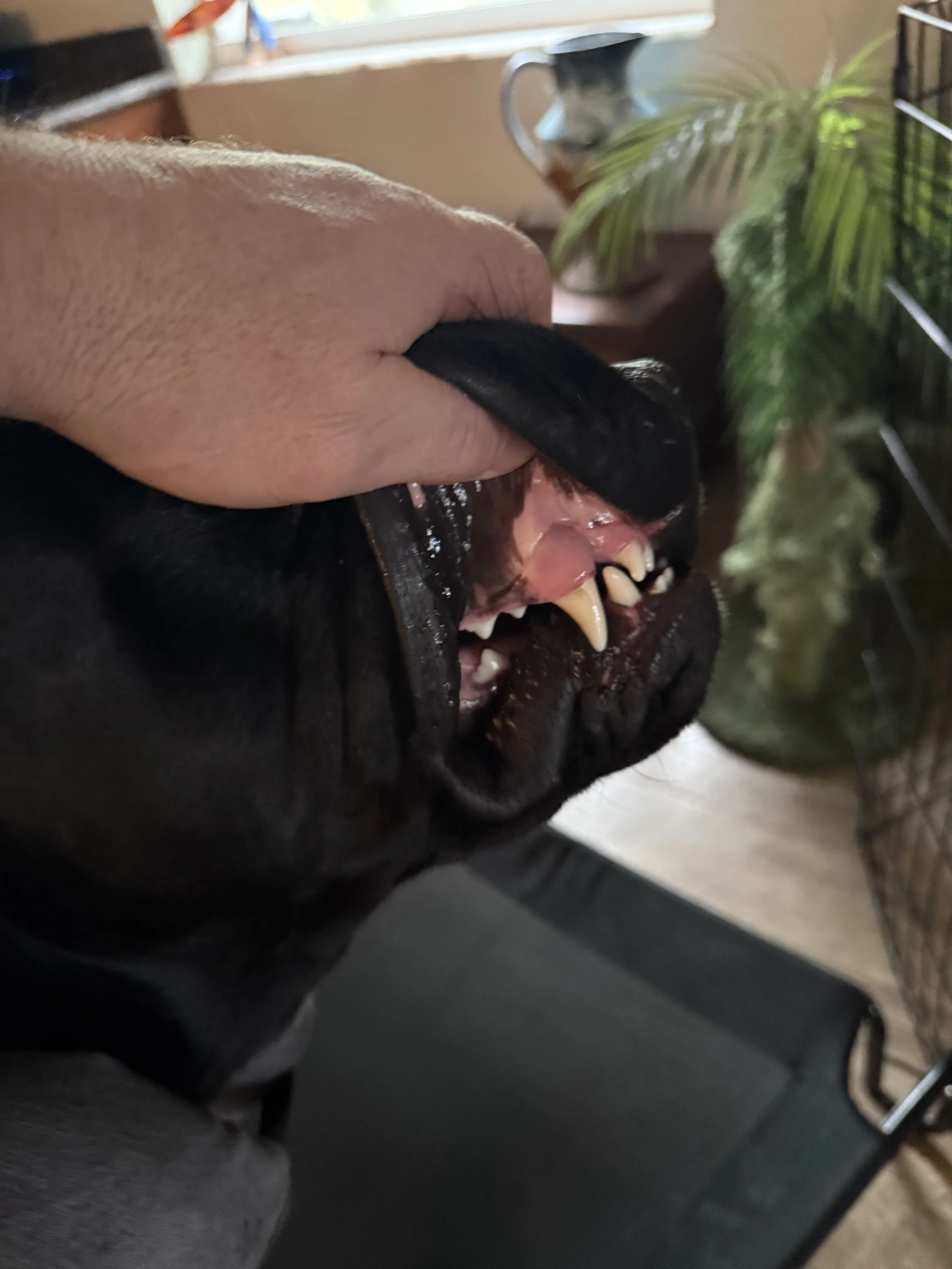 Which breed has the strongest bite?!