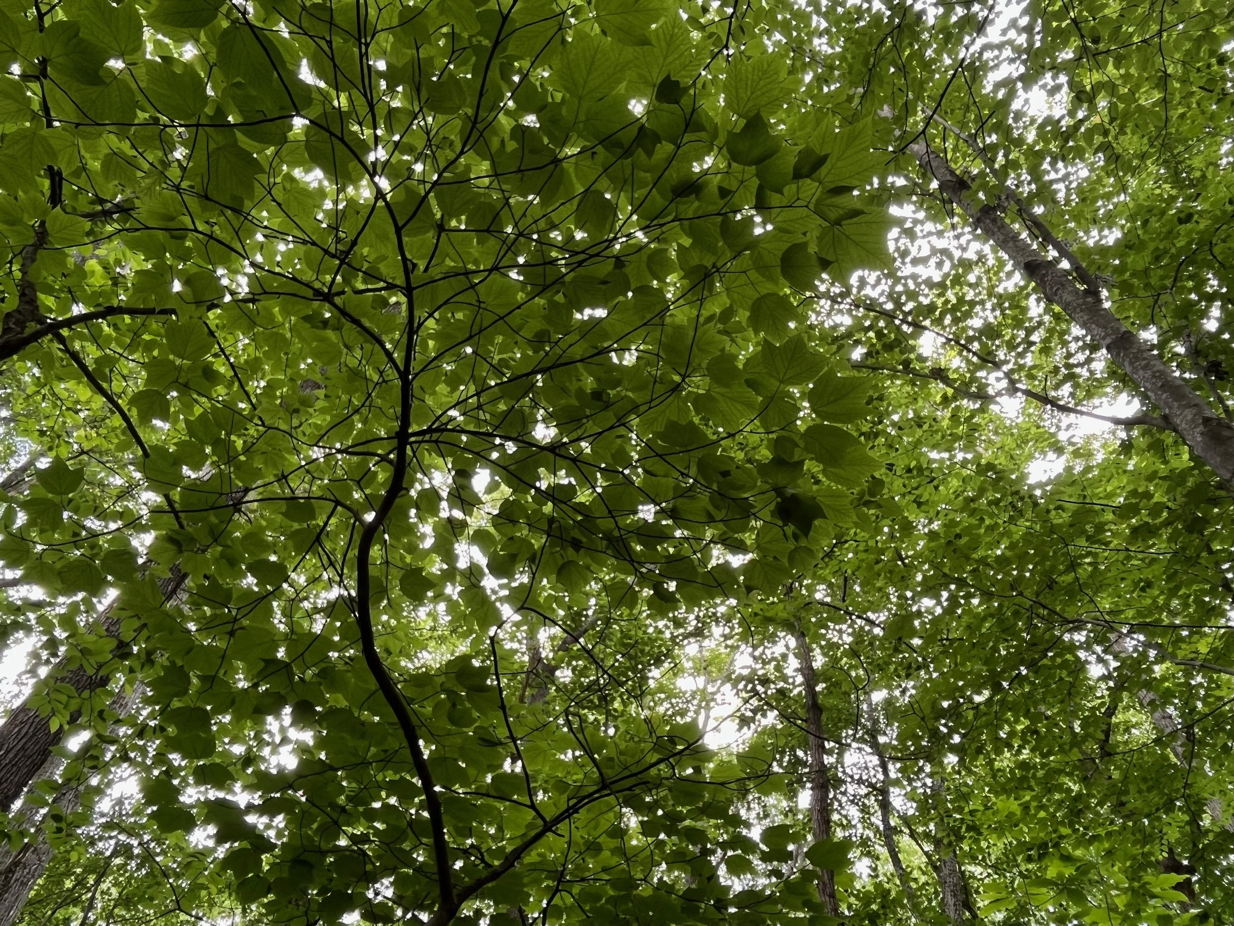Breathe the Wild Air | Women’s Retreat