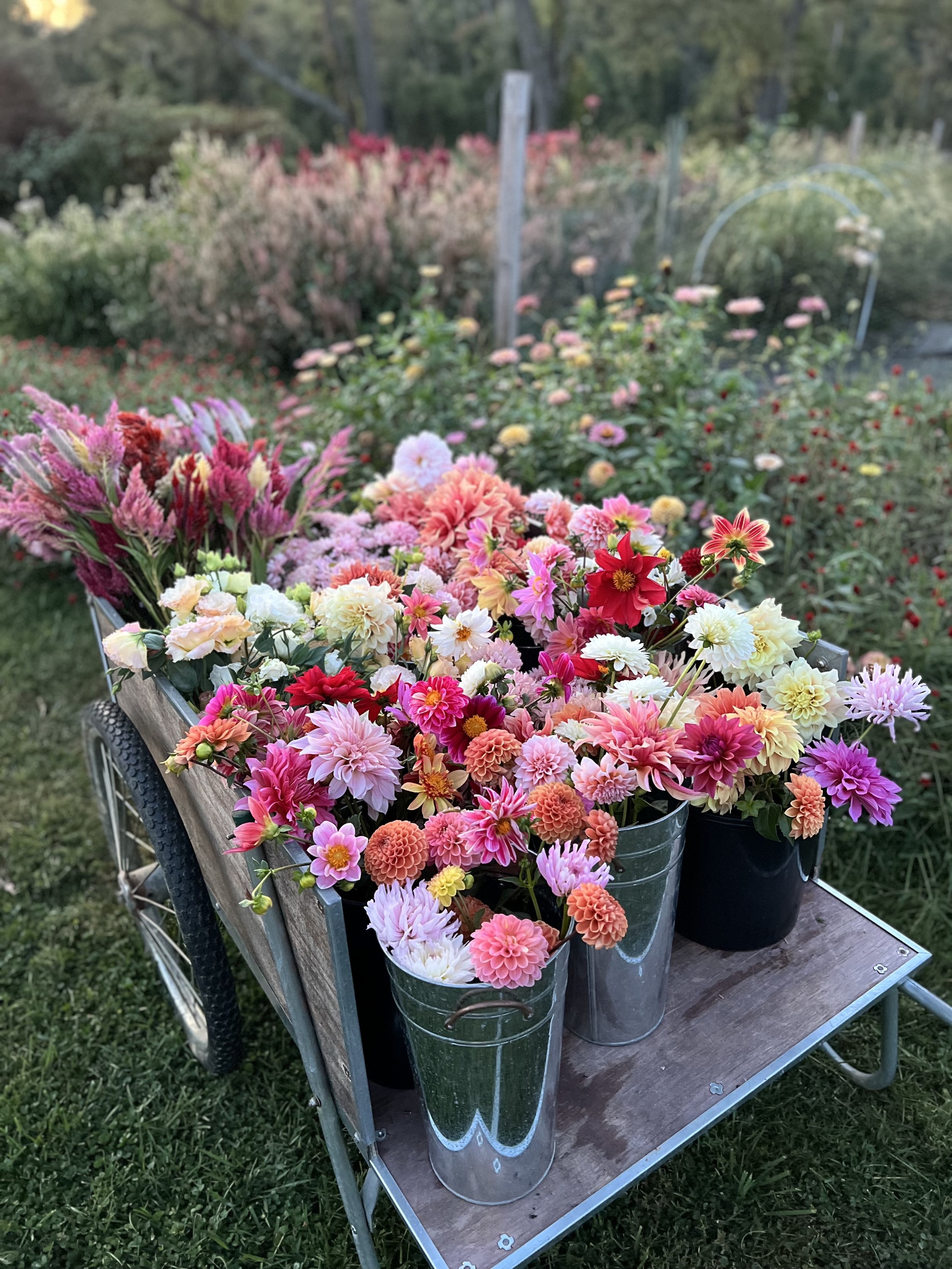 A cart filled with colorful flowers, including pink, red, white, and orange blossoms, set outdoors on a grassy area with blurred trees and a garden in the background.