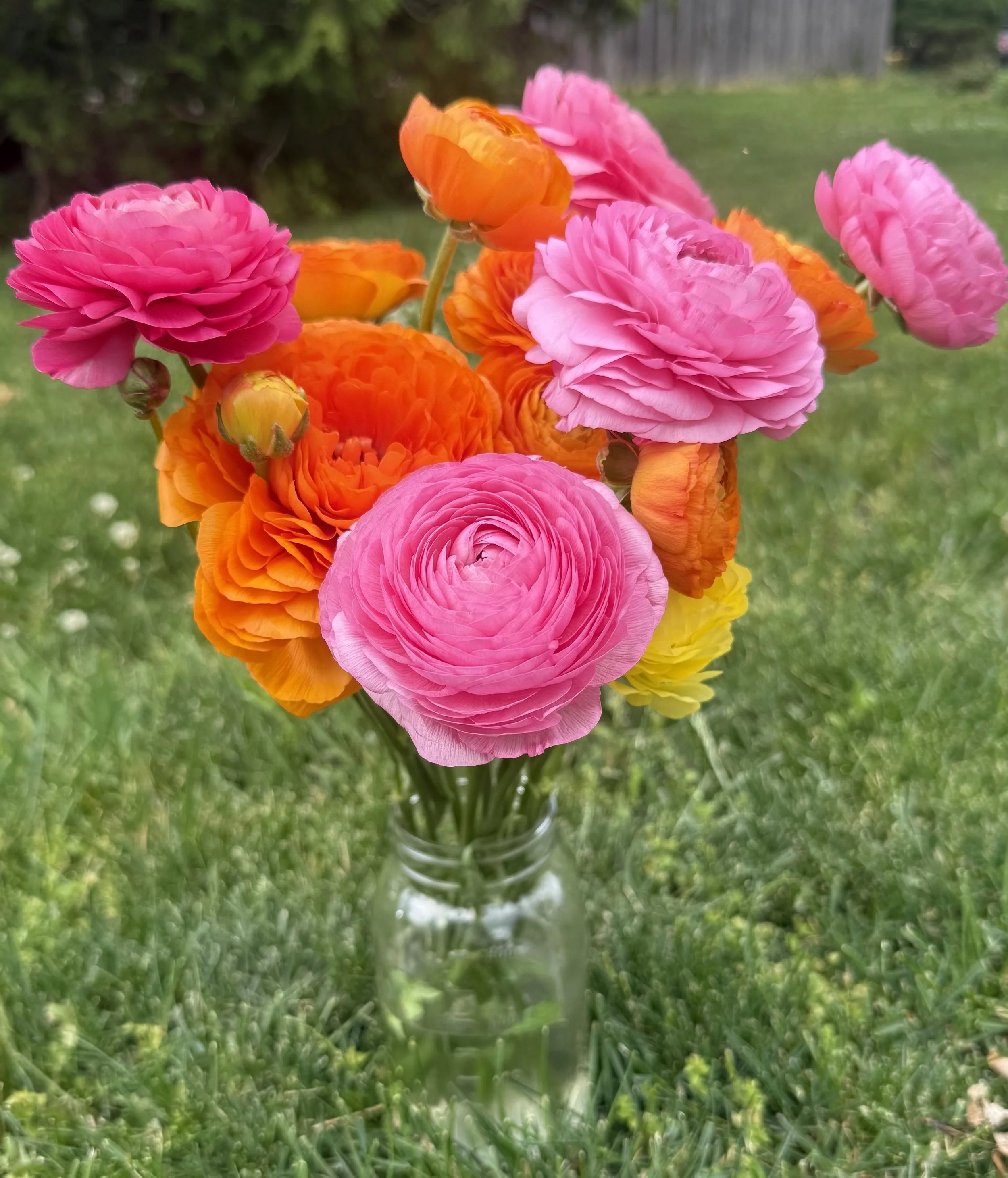 Signature Ranunculus Bouquet Pre-order