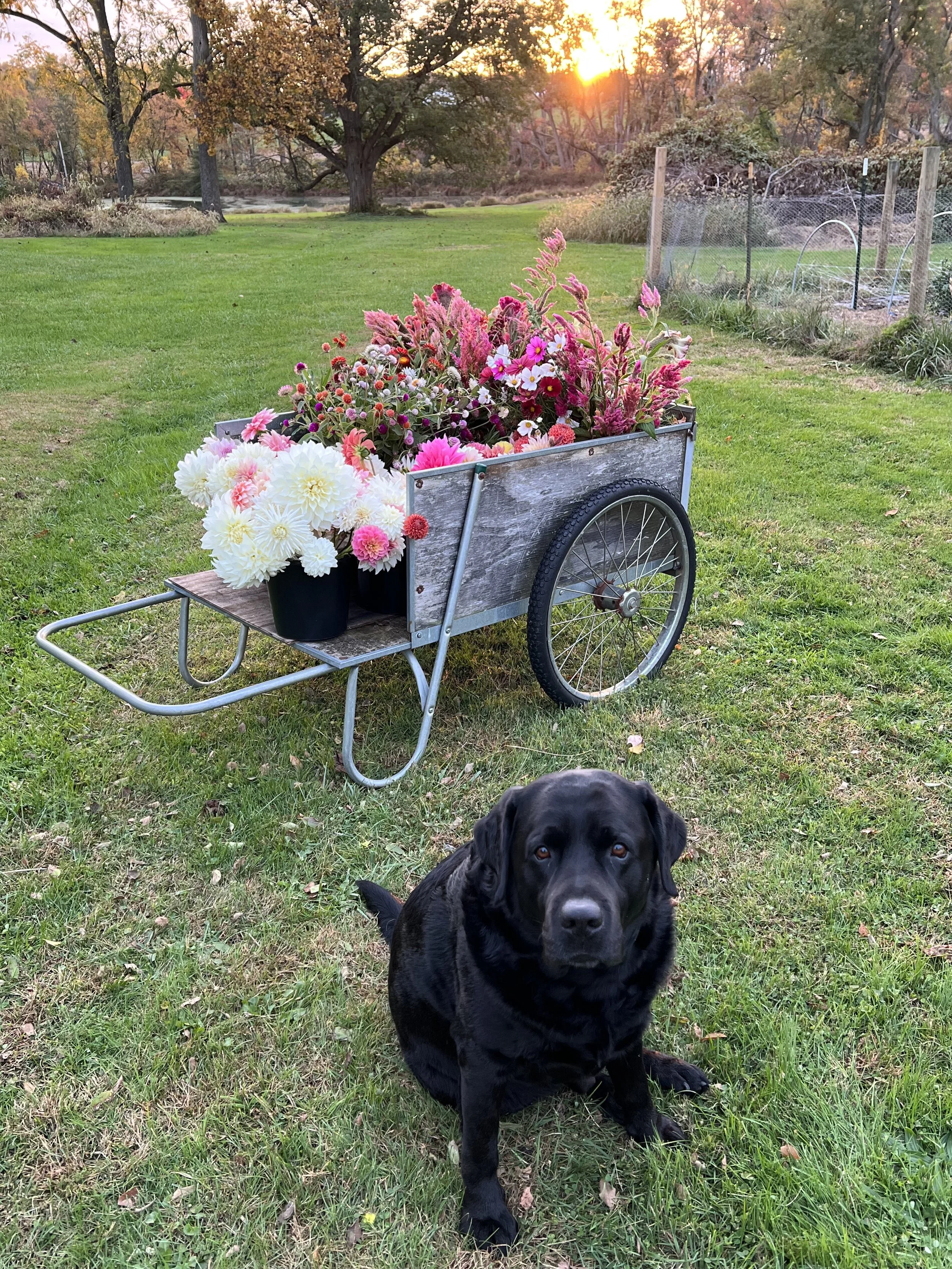 A black Labrador dog sitting on a grassy lawn in front of a garden cart filled with gorgeous dahlia, lisianthus, celosia, and wildflowers in rainbow hues. The background features trees, a small pond, and a sunset sky.