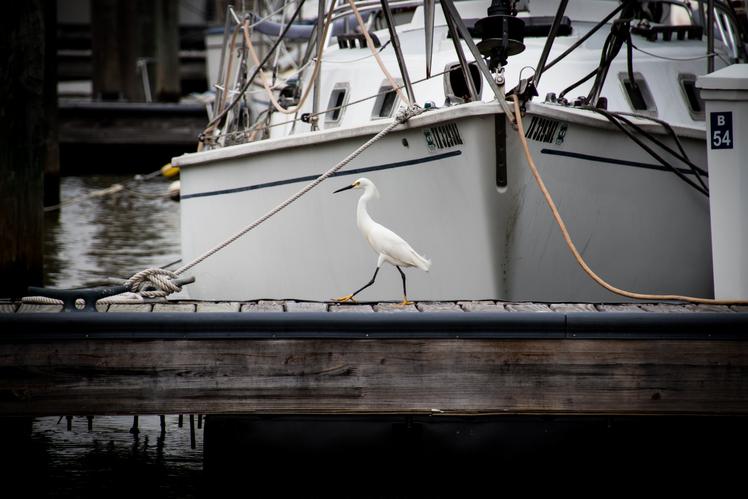 IMG_2864.jpg