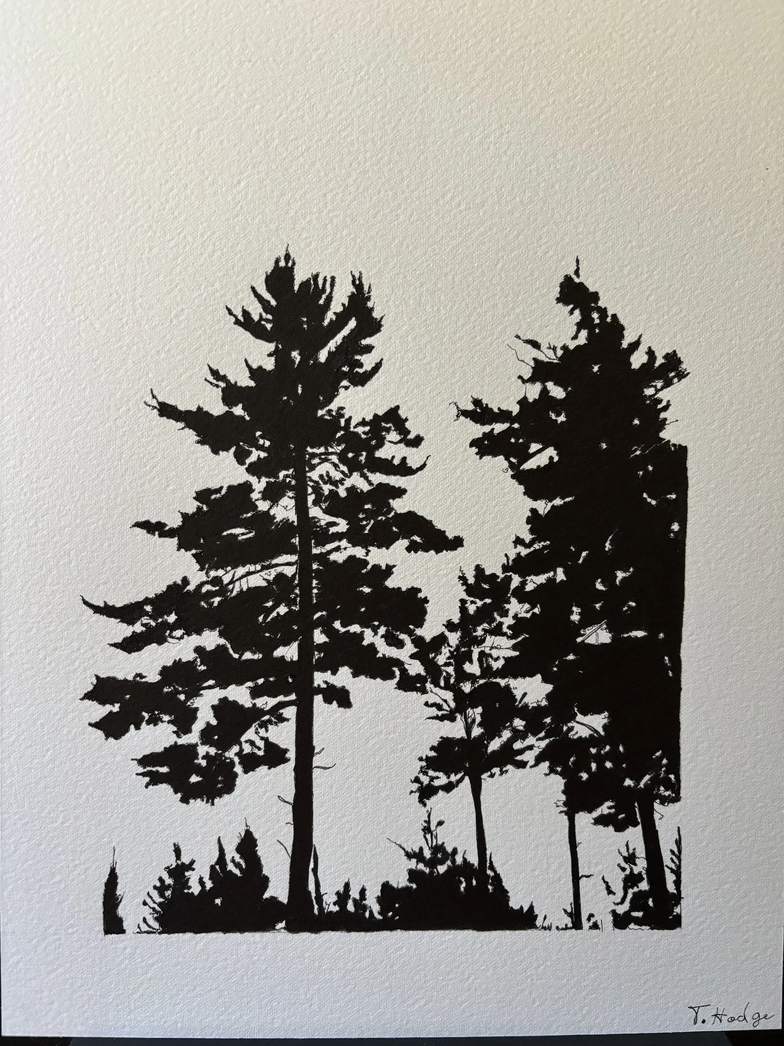 Tree.jpg