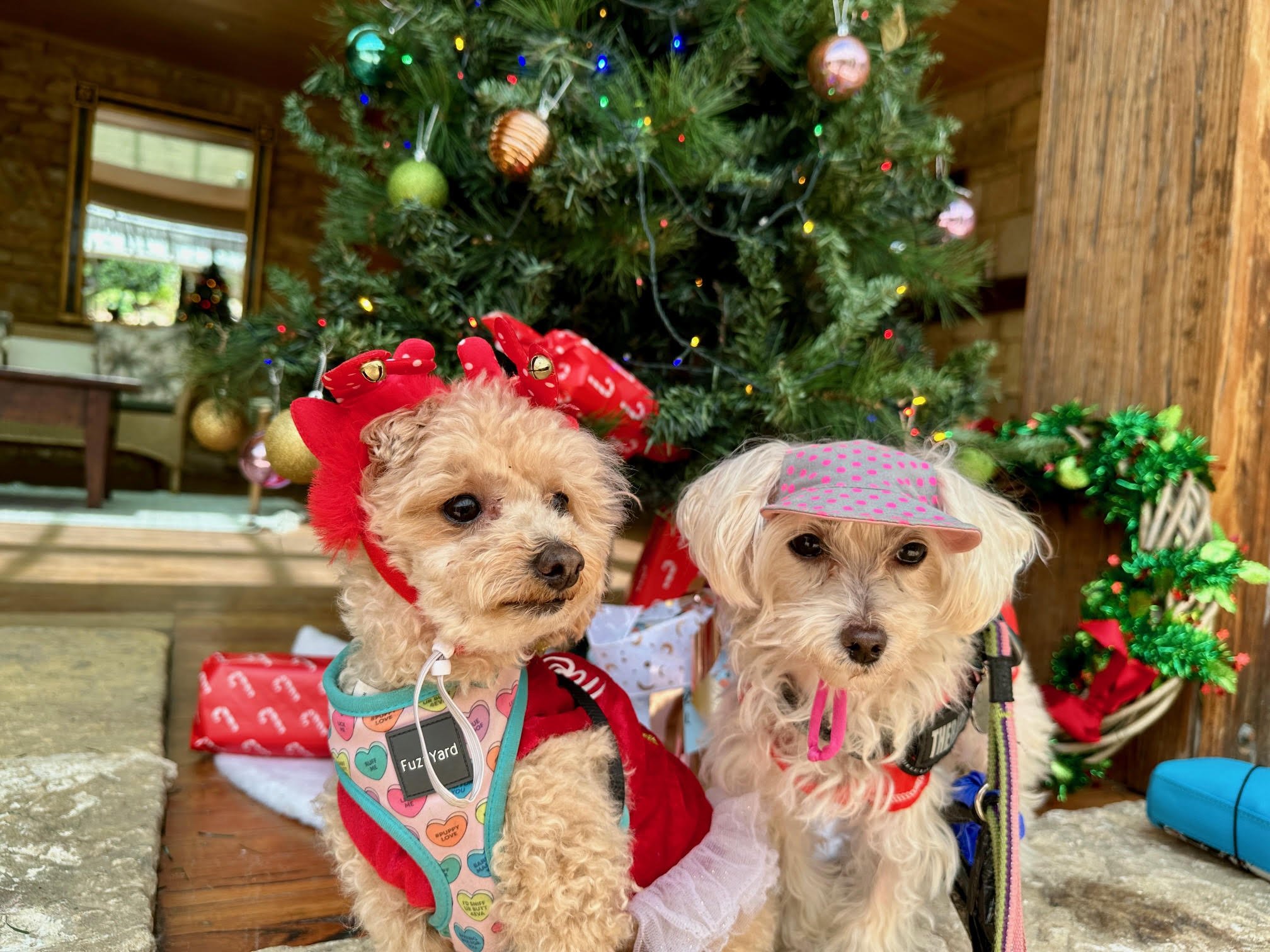 Merry Christmas from Chilli &amp; Coota!