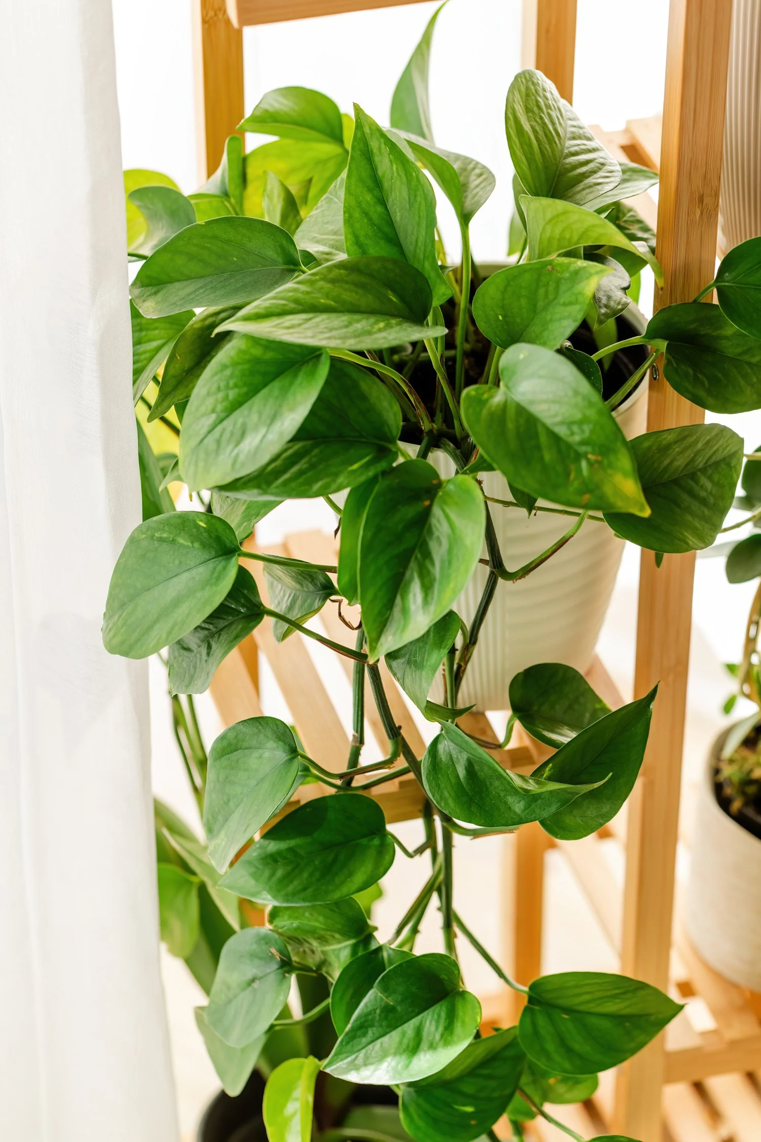 Favorite gardening finds for the backyard garden