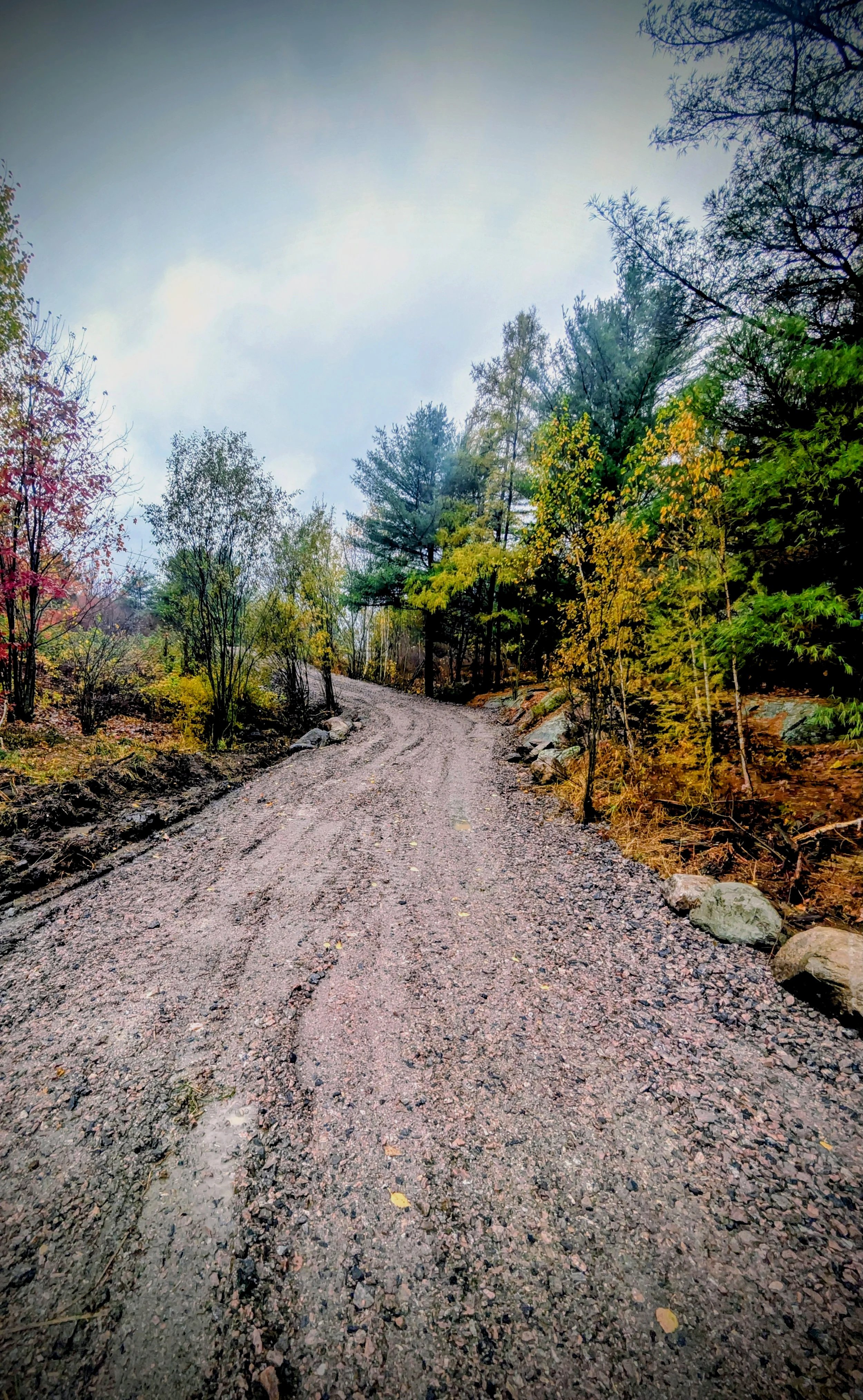 A dirt gravel road walking through a forest with trees and colorful autumn leaves, overcast sky