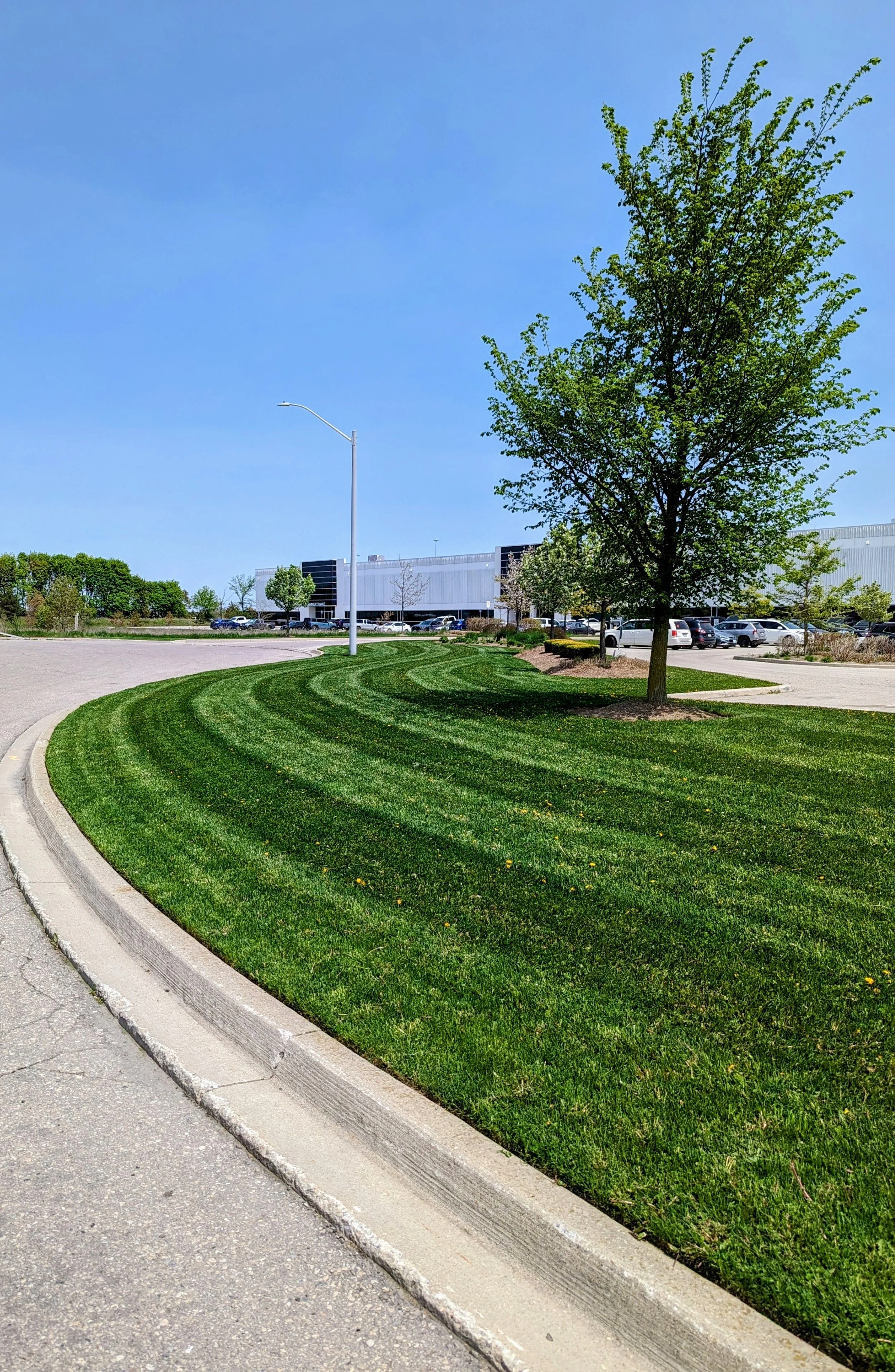 A neatly mowed grassy area with a large tree, a streetlamp, and a parking lot with cars in front of a modern building under a clear blue sky.