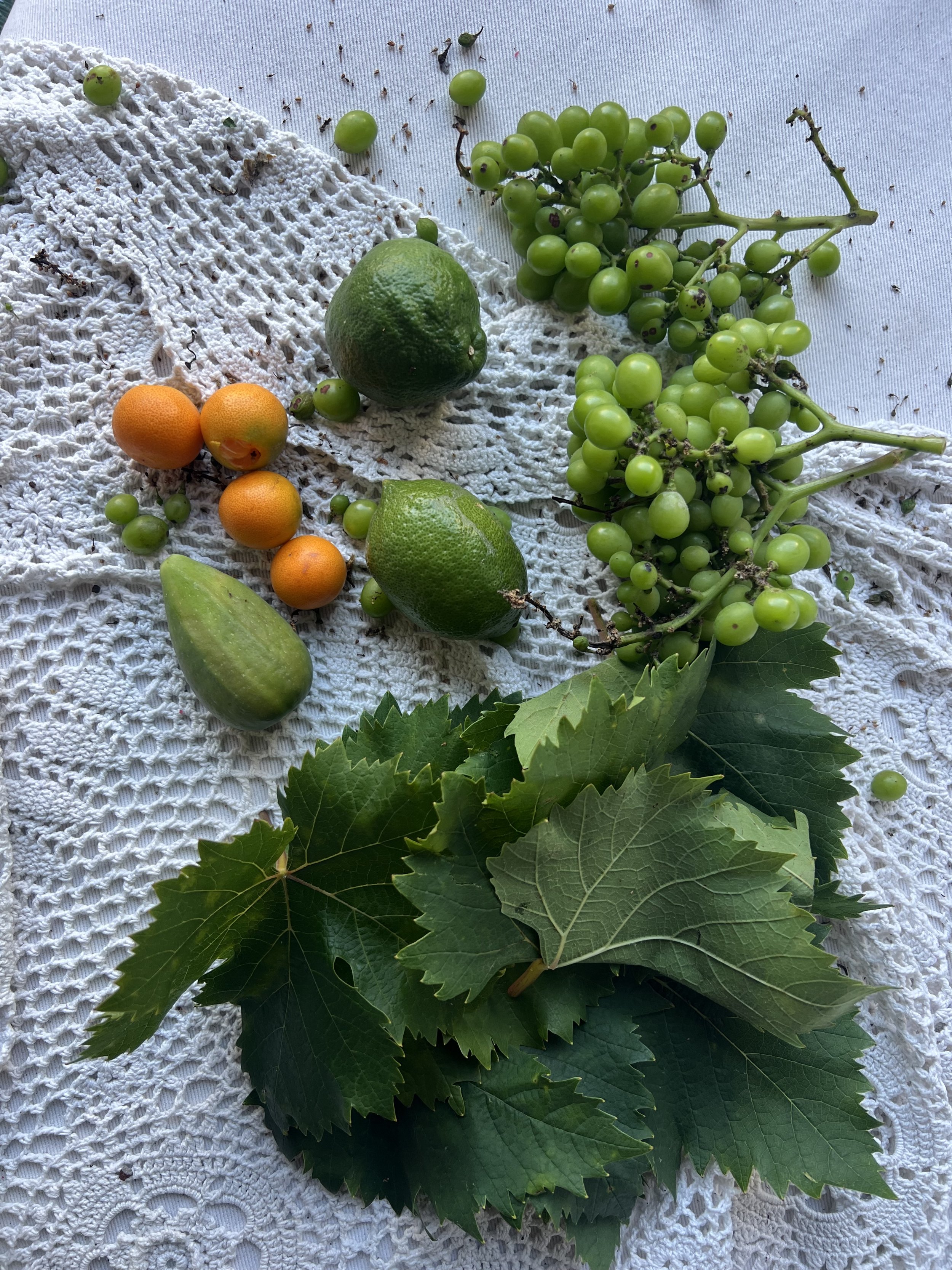 Alice Zaslavsky & Urban Foraging