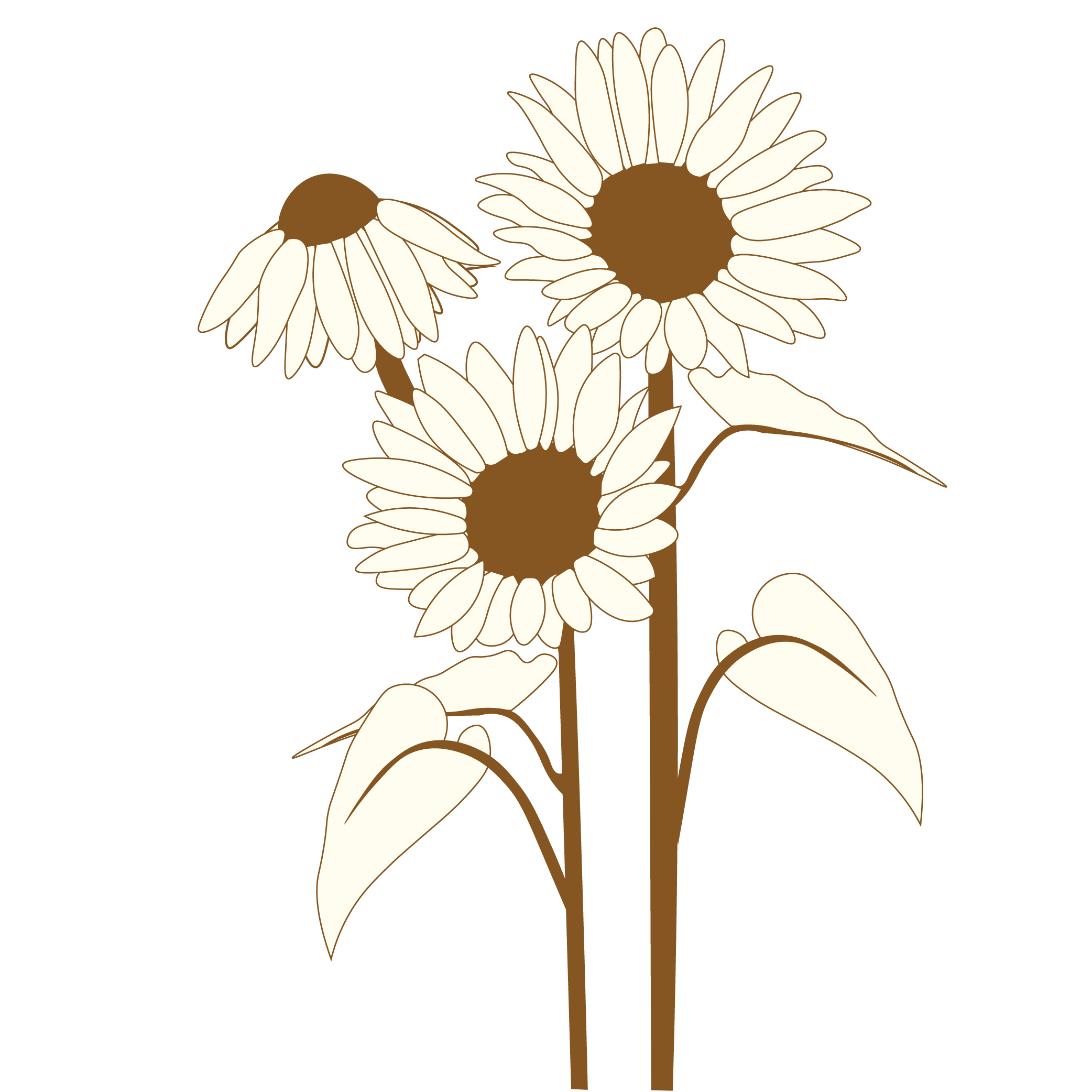 Sunflower illustration for a photographer located in the Central West.