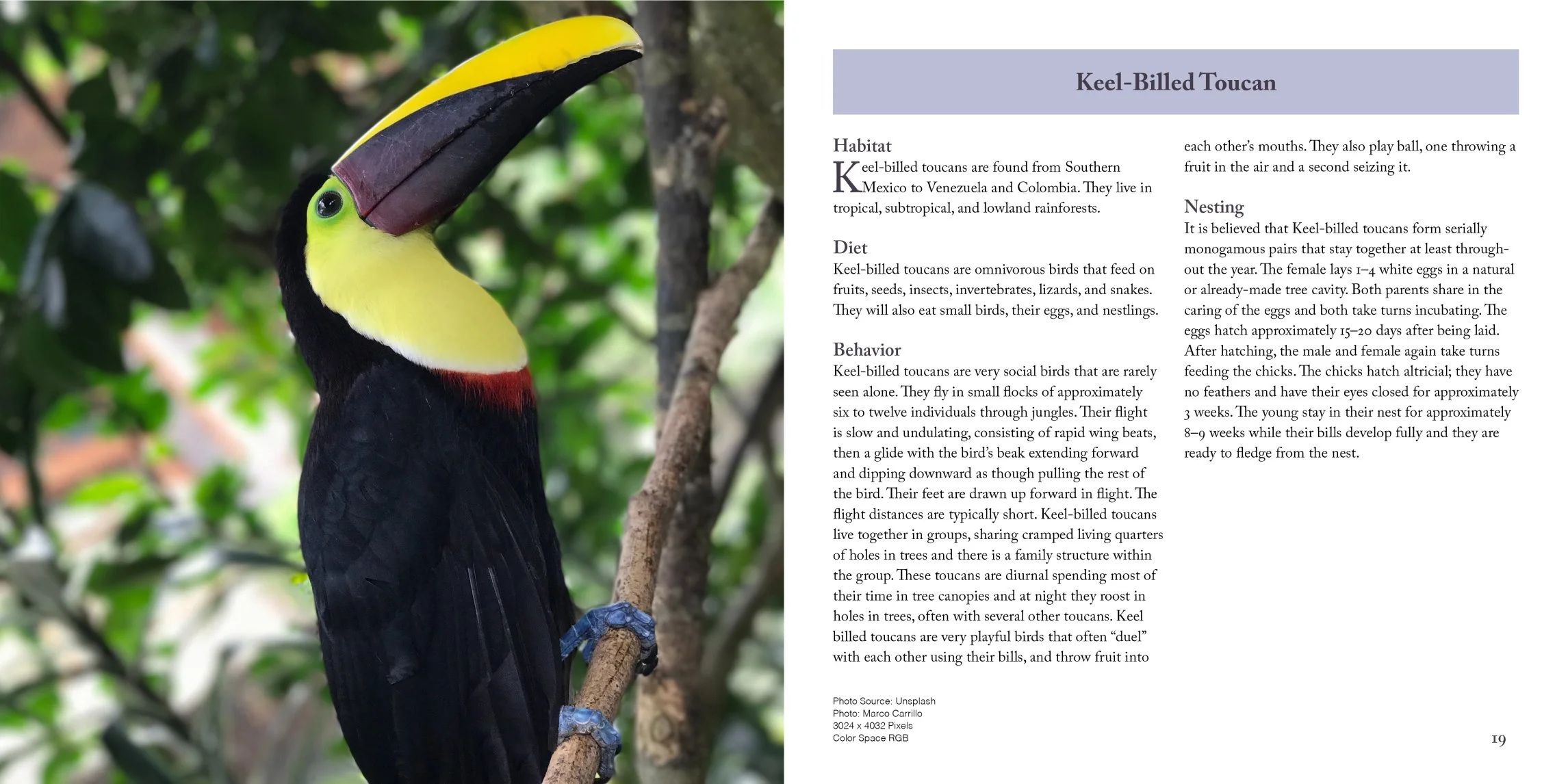 keel billed toucan page