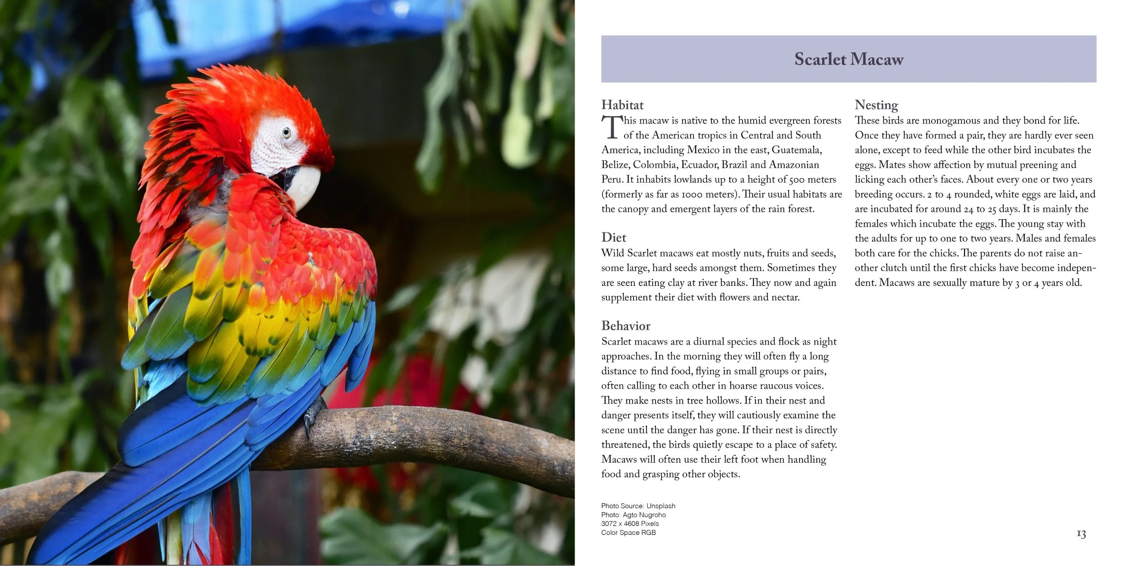 scarlet macaw page