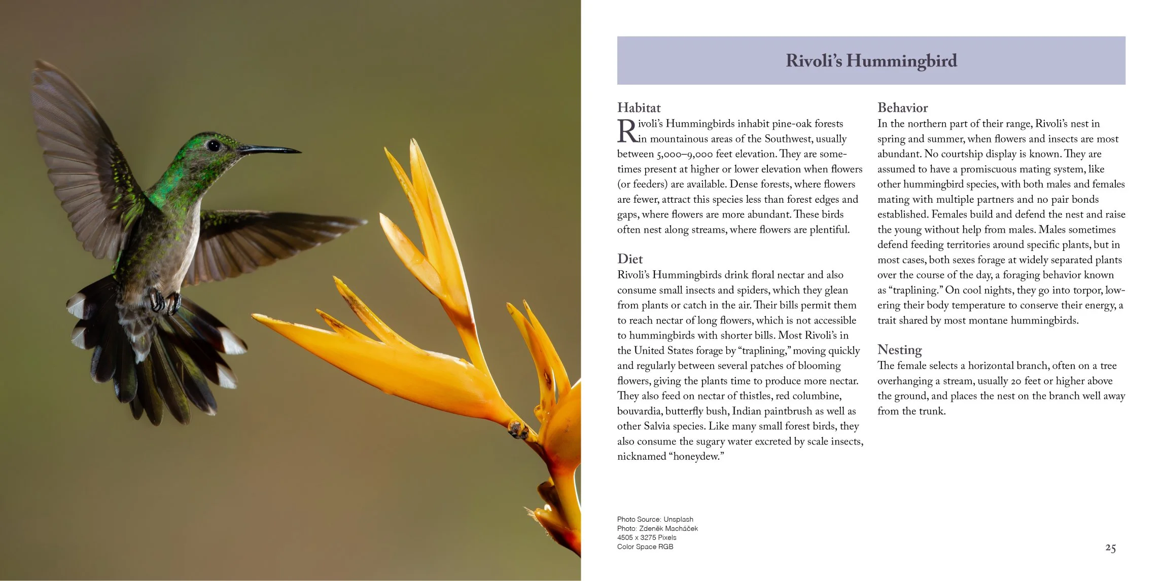 rivoli's hummingbird page