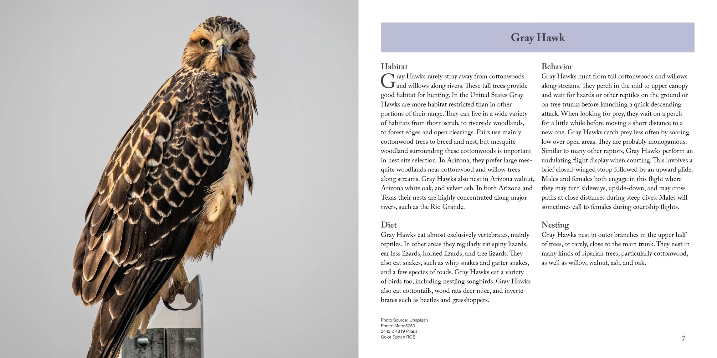 gray hawk page