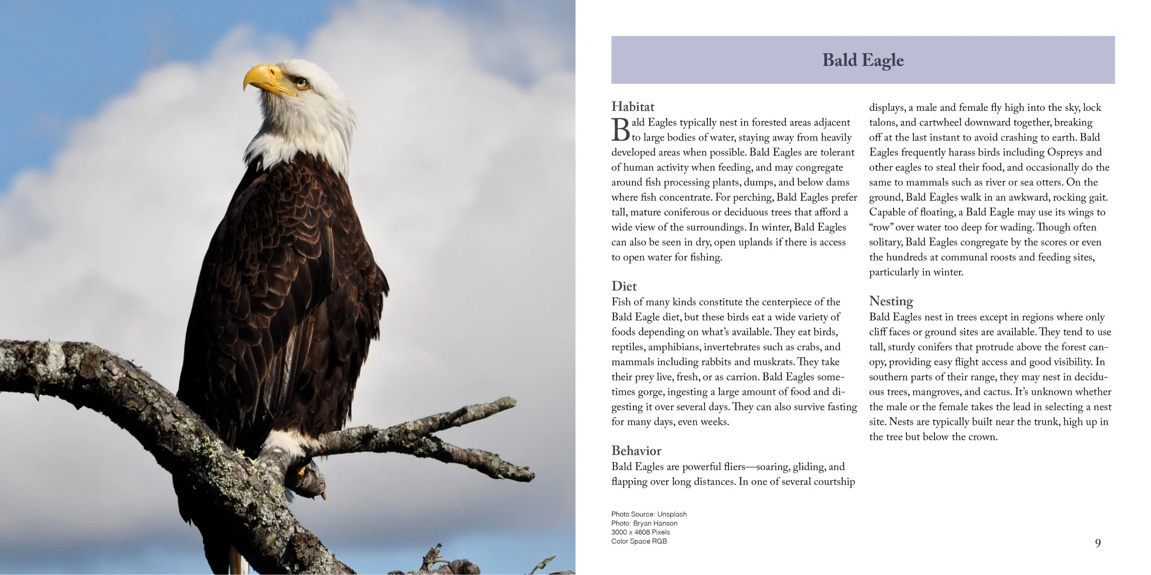 bald eagle page