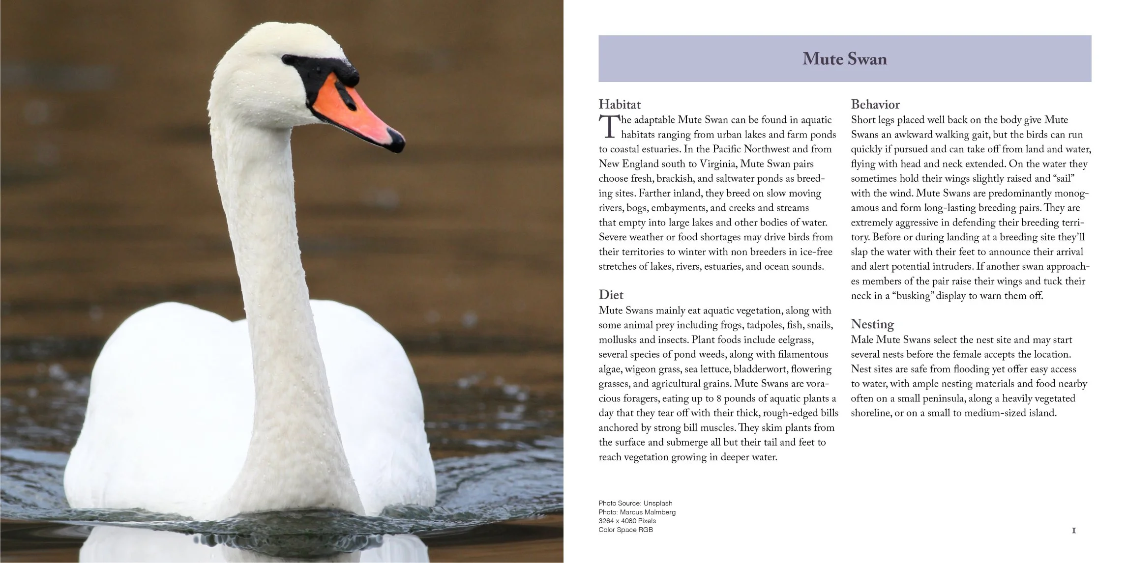 mute swan page