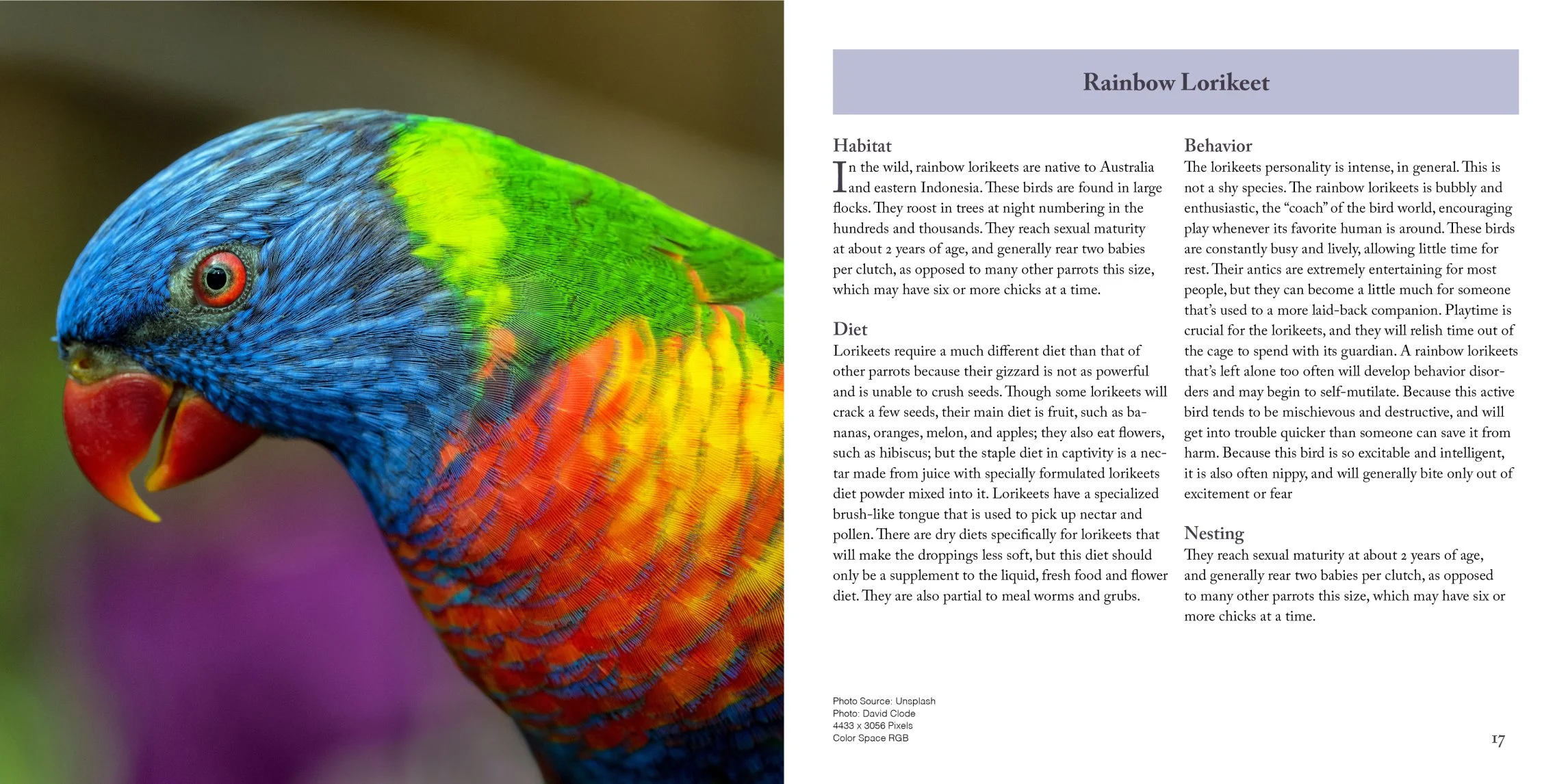 rainbow lorikeet page