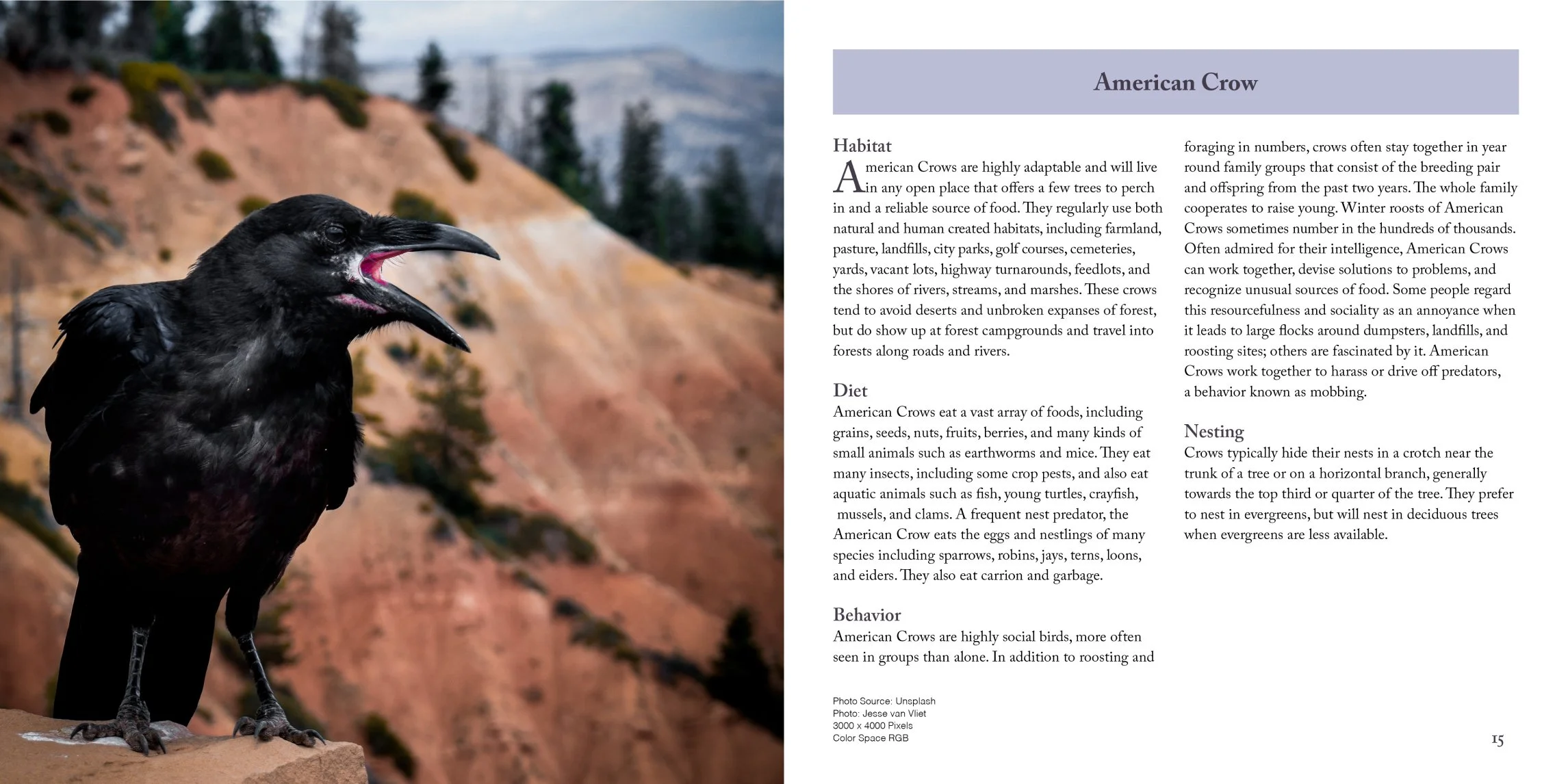 american crow page