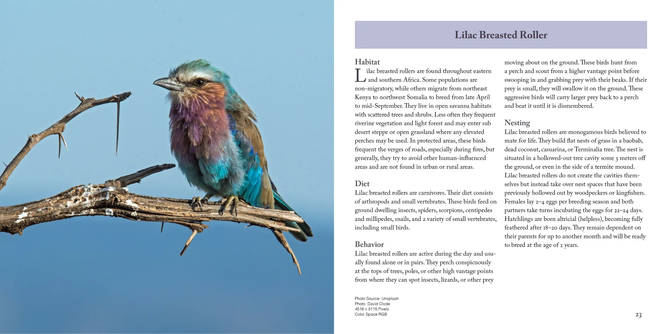 lilac breasted hummingbird page