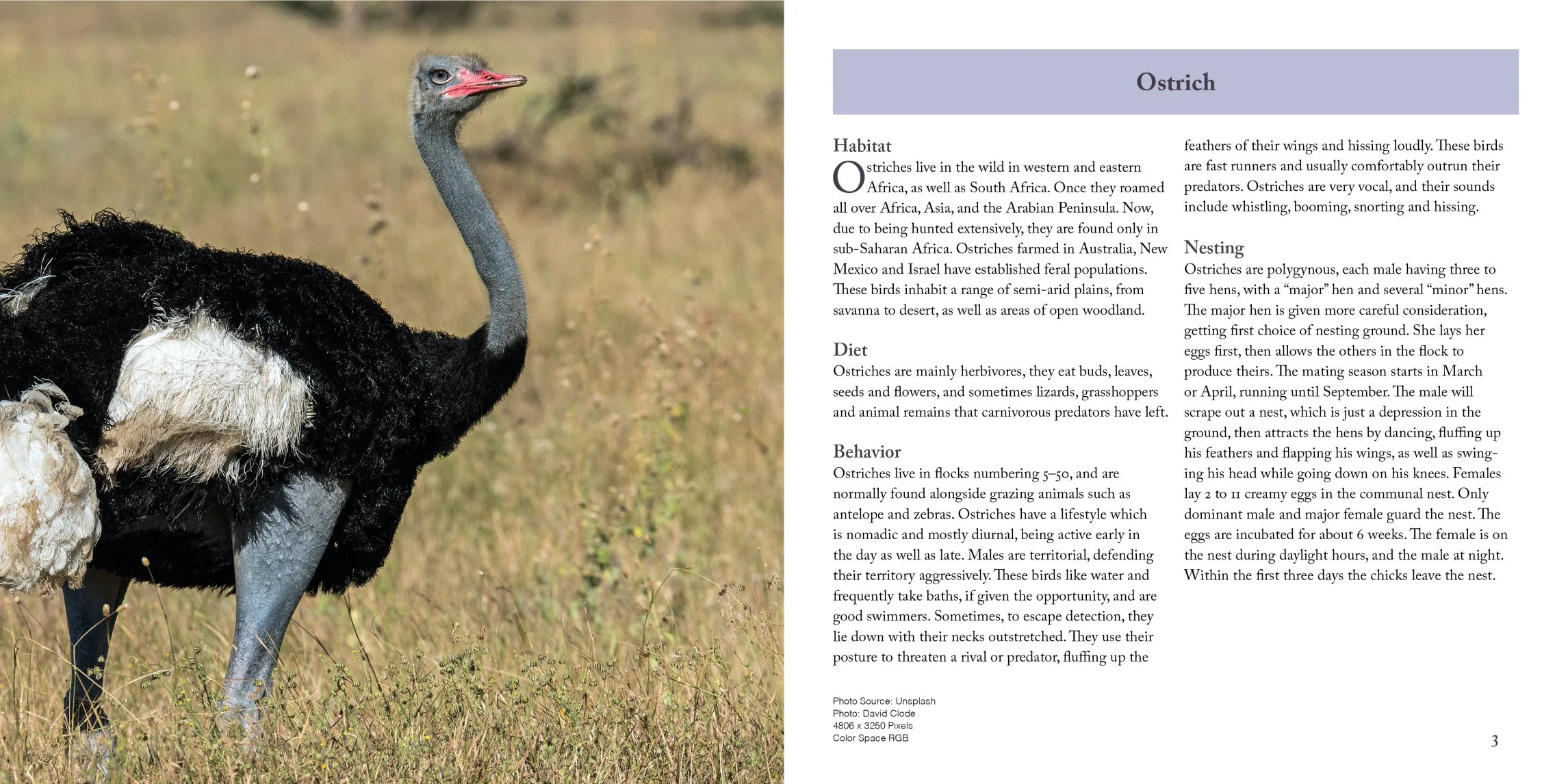 ostrich page