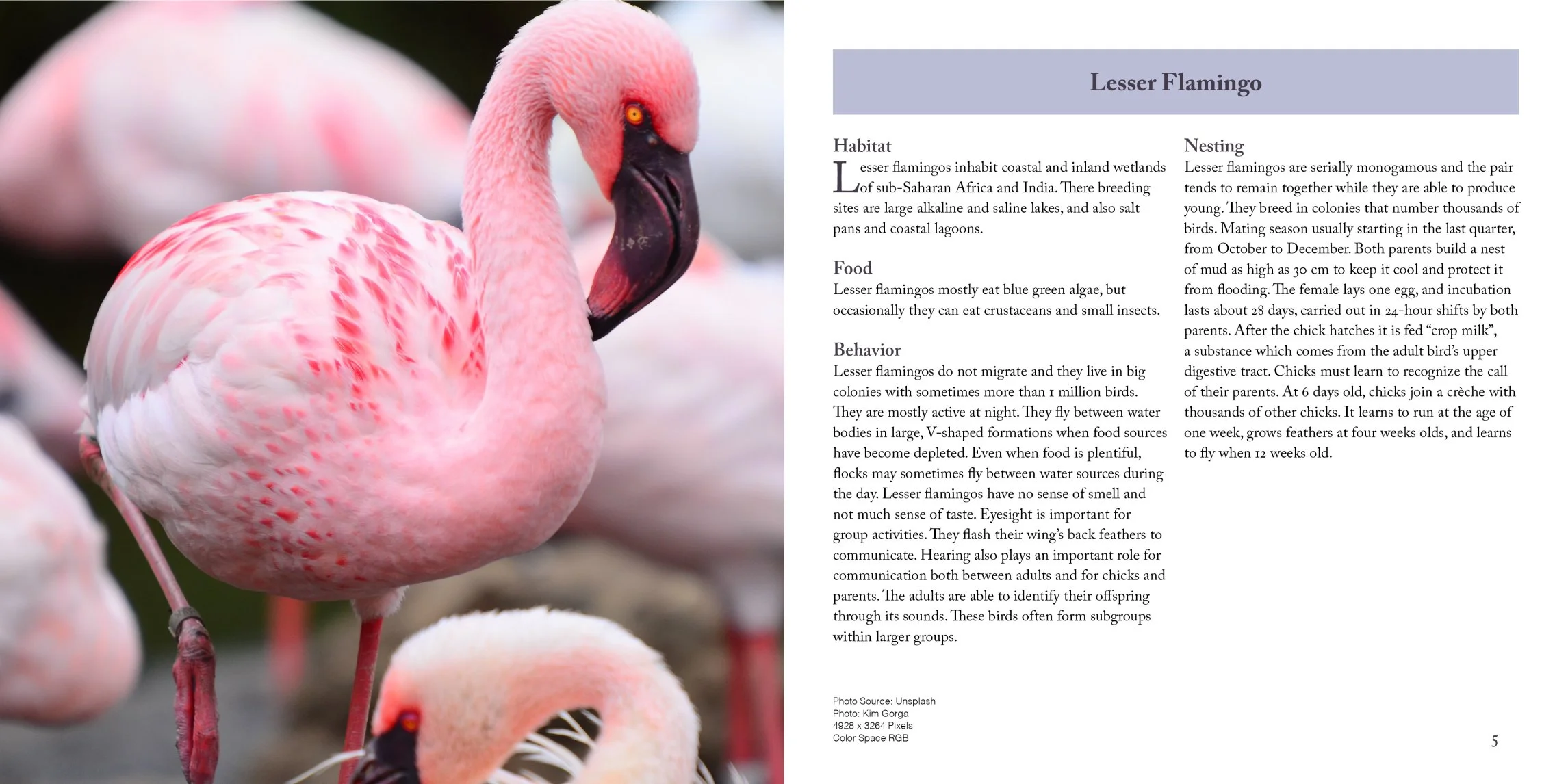 lesser flamingo page