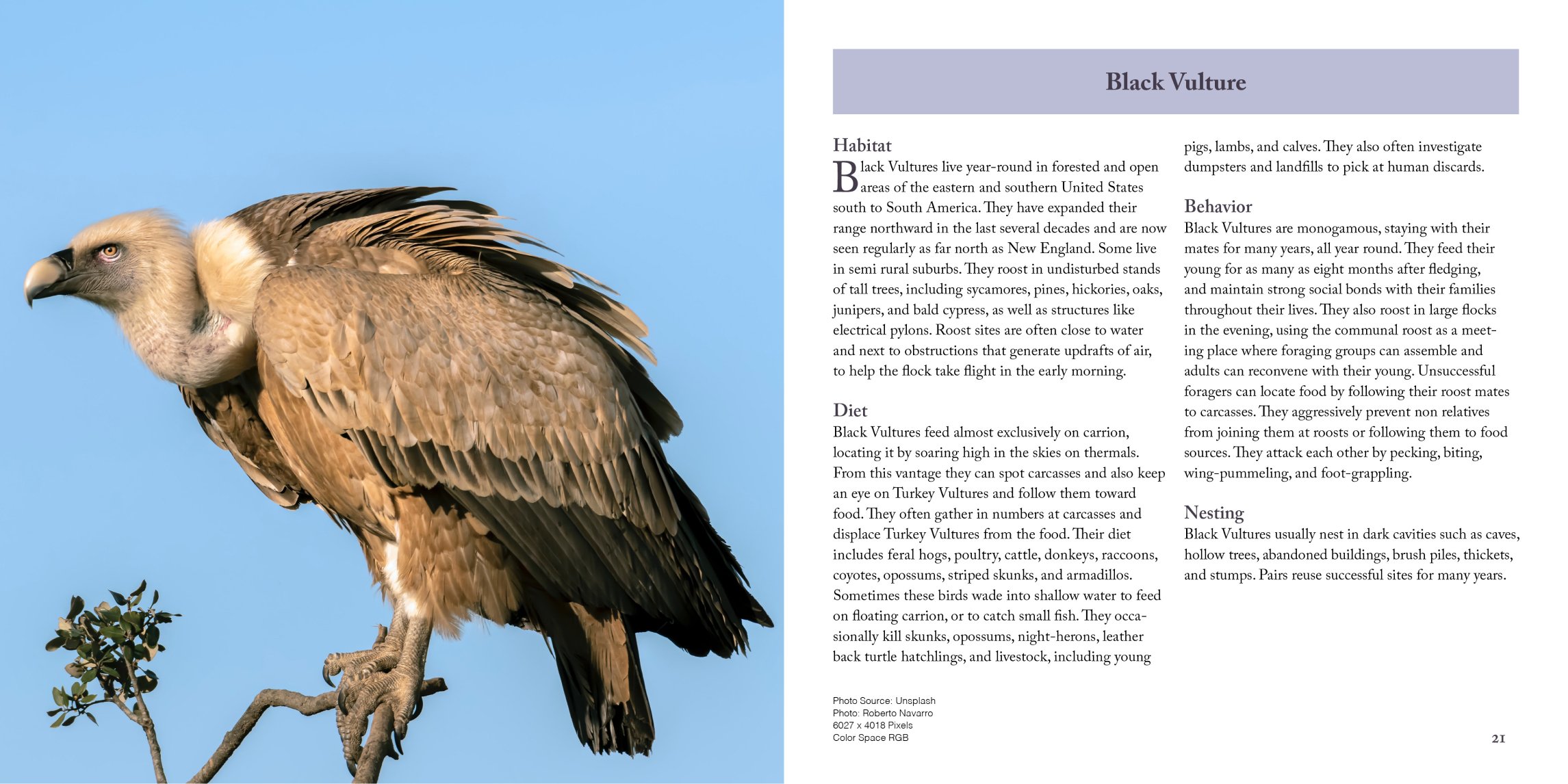 black vulture page