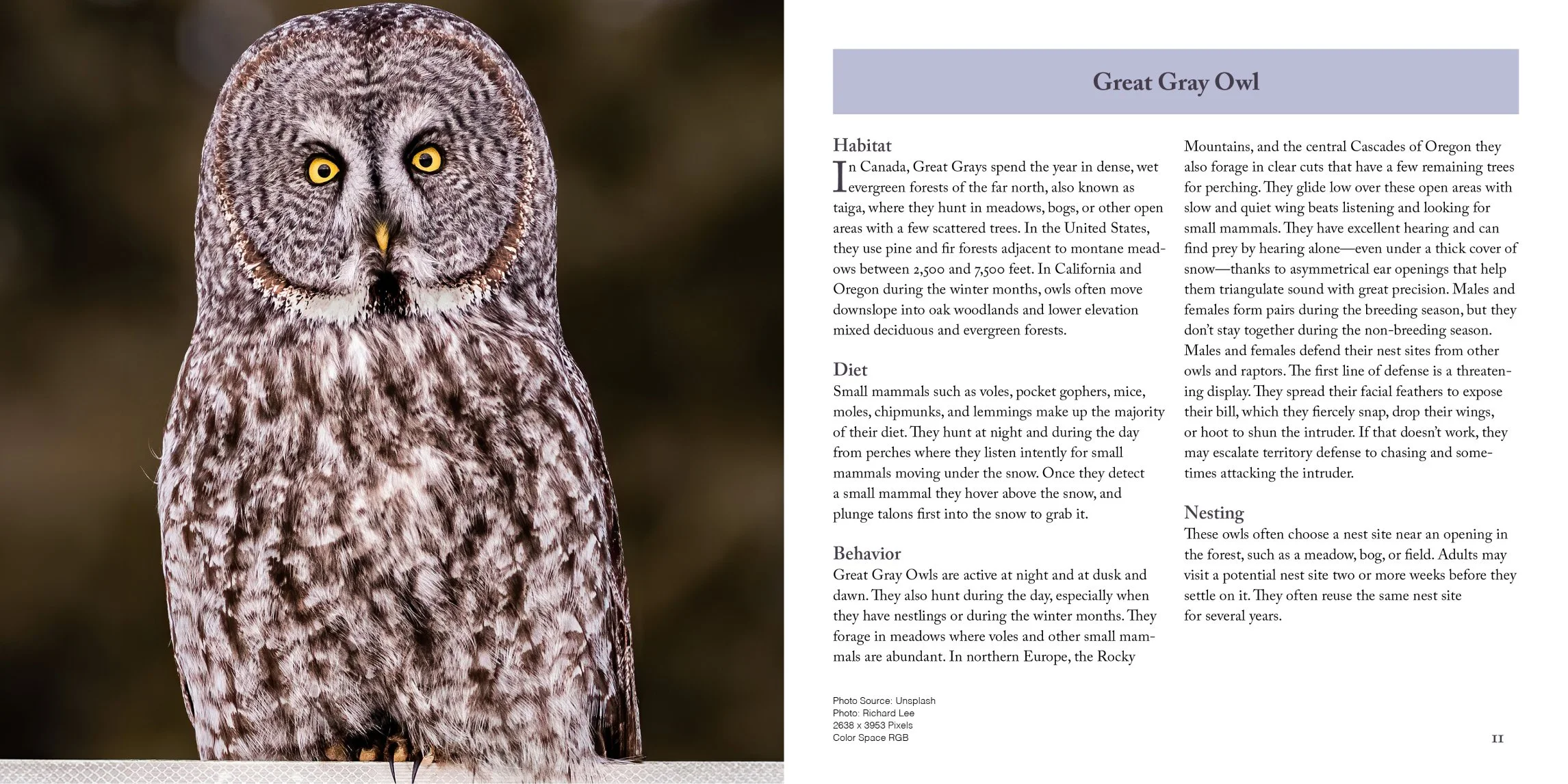 great gray owl page