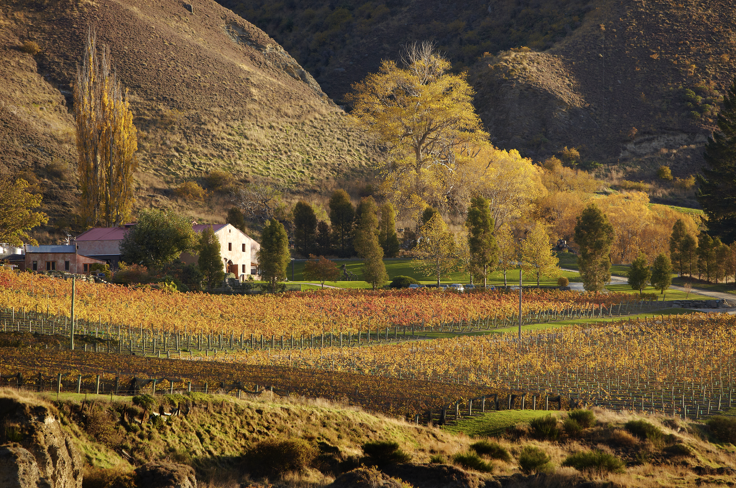 Vineyard landscape with a house and autumn foliage.
