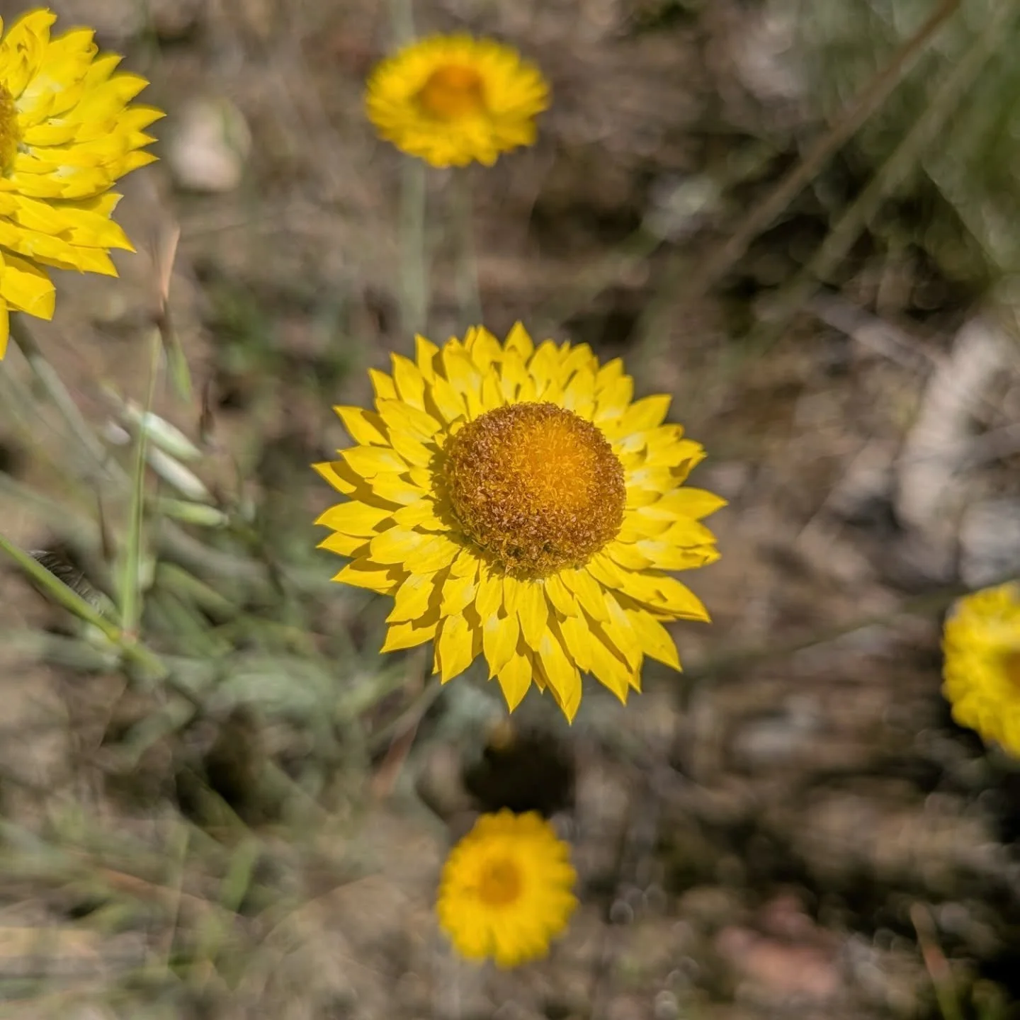 Euroa Arboretum, you are underrated!
An old Vic Roads Depot, now a refuge for local species.

@euroa_arboretum 

1- Leucochrysum albicans
2- Chrysocephalum apiculatum
3- garden bed of indigenous flora
4- Xerochrysum meadow
5- Rhodathe anthemoides ssp