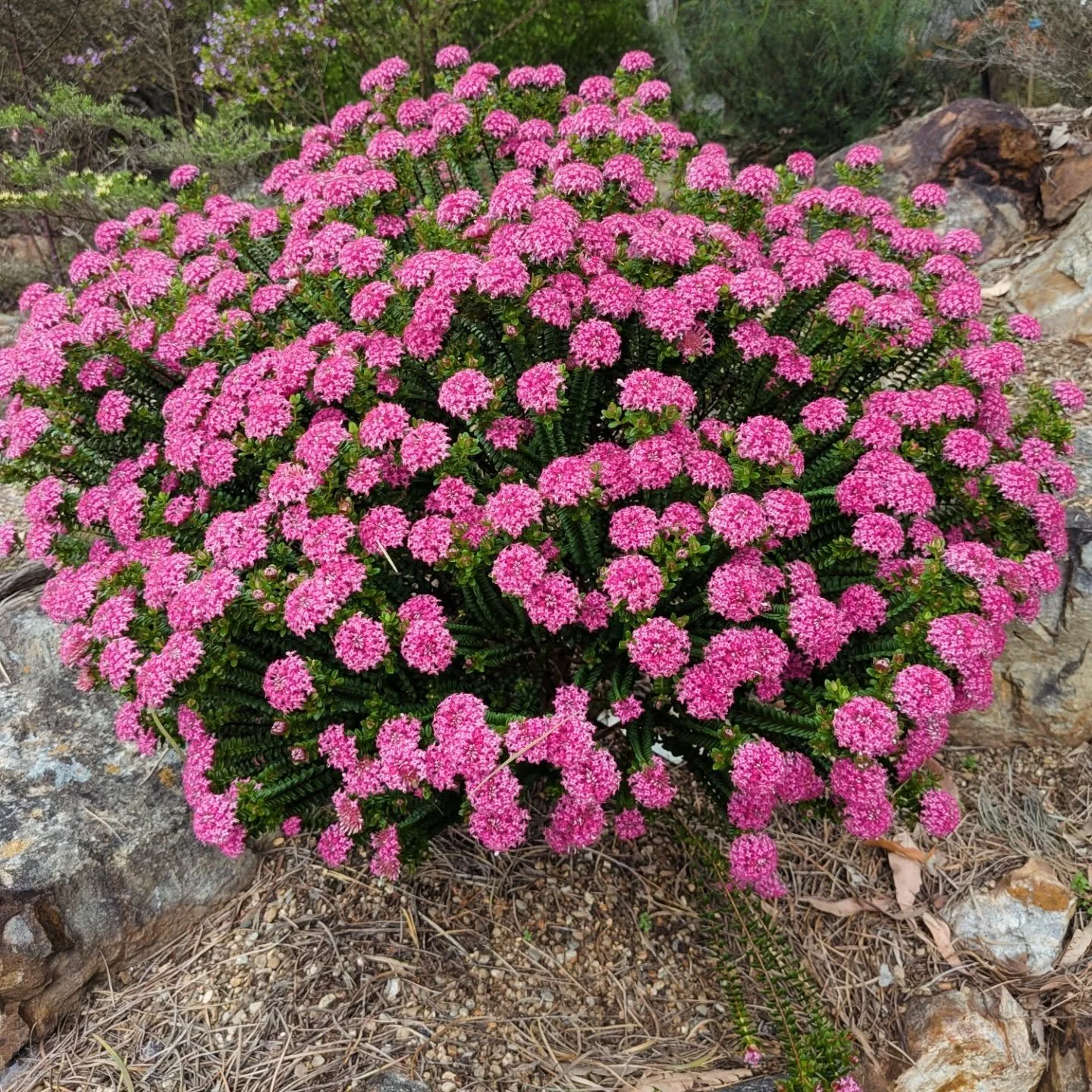 Australian Native Botanic Gardens, please take more of my time! You are glorious!
Day 1 of @bganz1 congress. Off to a great start 😎🤟🏼🌱

@anbgalive #anbg #canberra #plantcamp