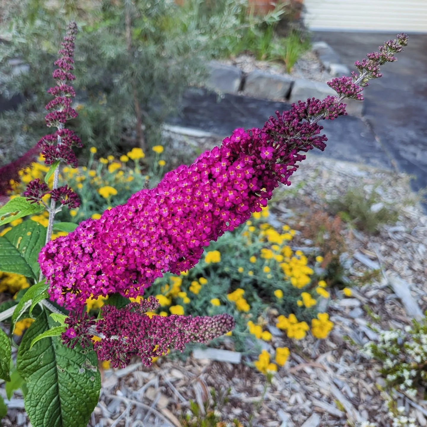 'Cran Razz' just razzle dazzling my garden from now till early winter! Yeehaww!

Some cultivars names are a bit poxy or kitsch, the Buddleia 'Cran Razz' is up there but if it drops Chicago's Razzle Dazzle or the old Razzamatazz stockings jingle in my